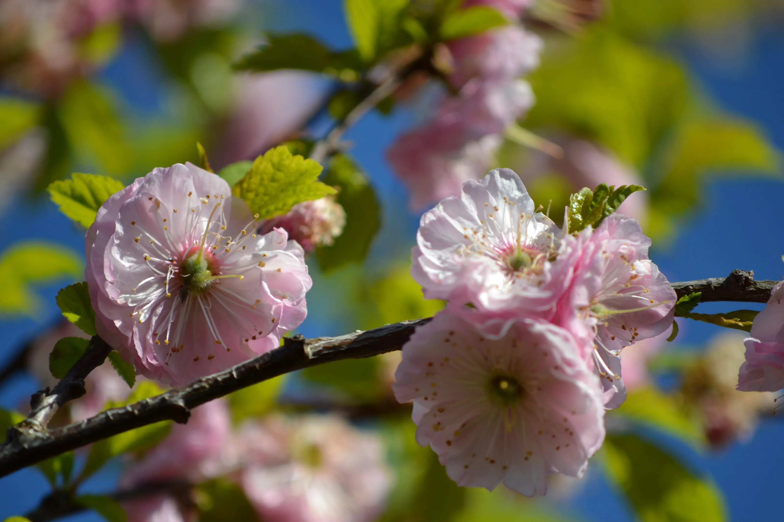 Pale Pink