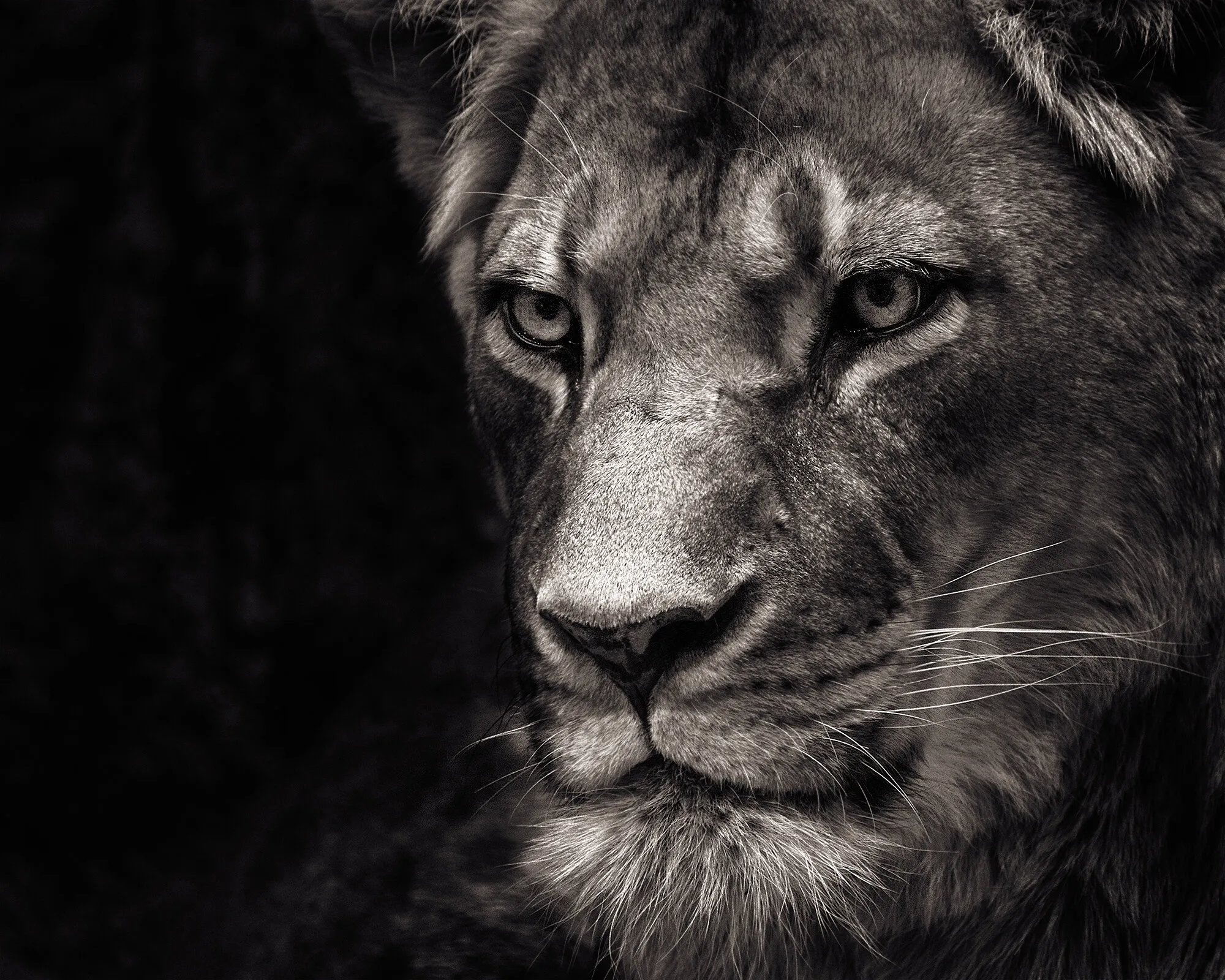 Miss Lioness