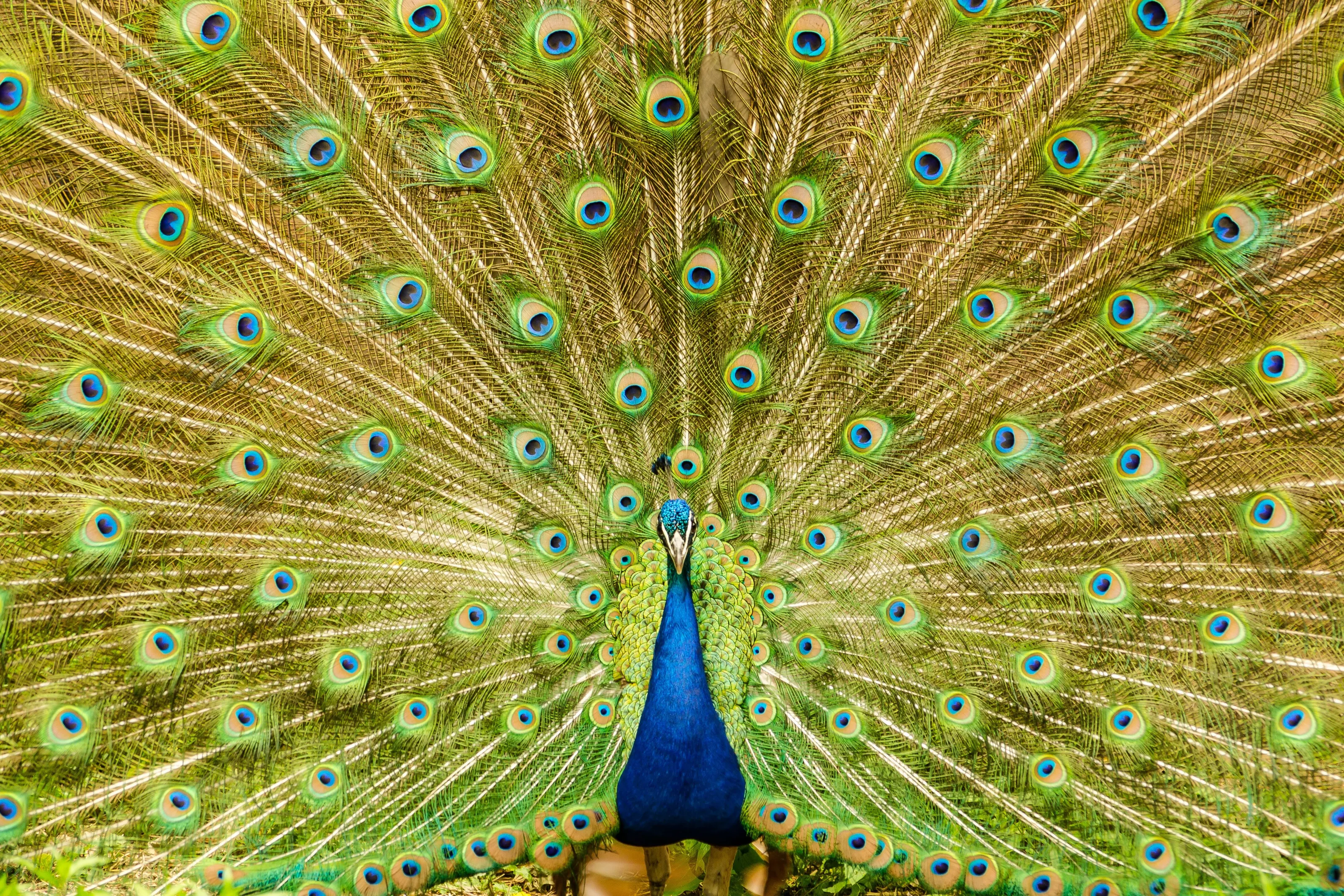 Mesmerizing