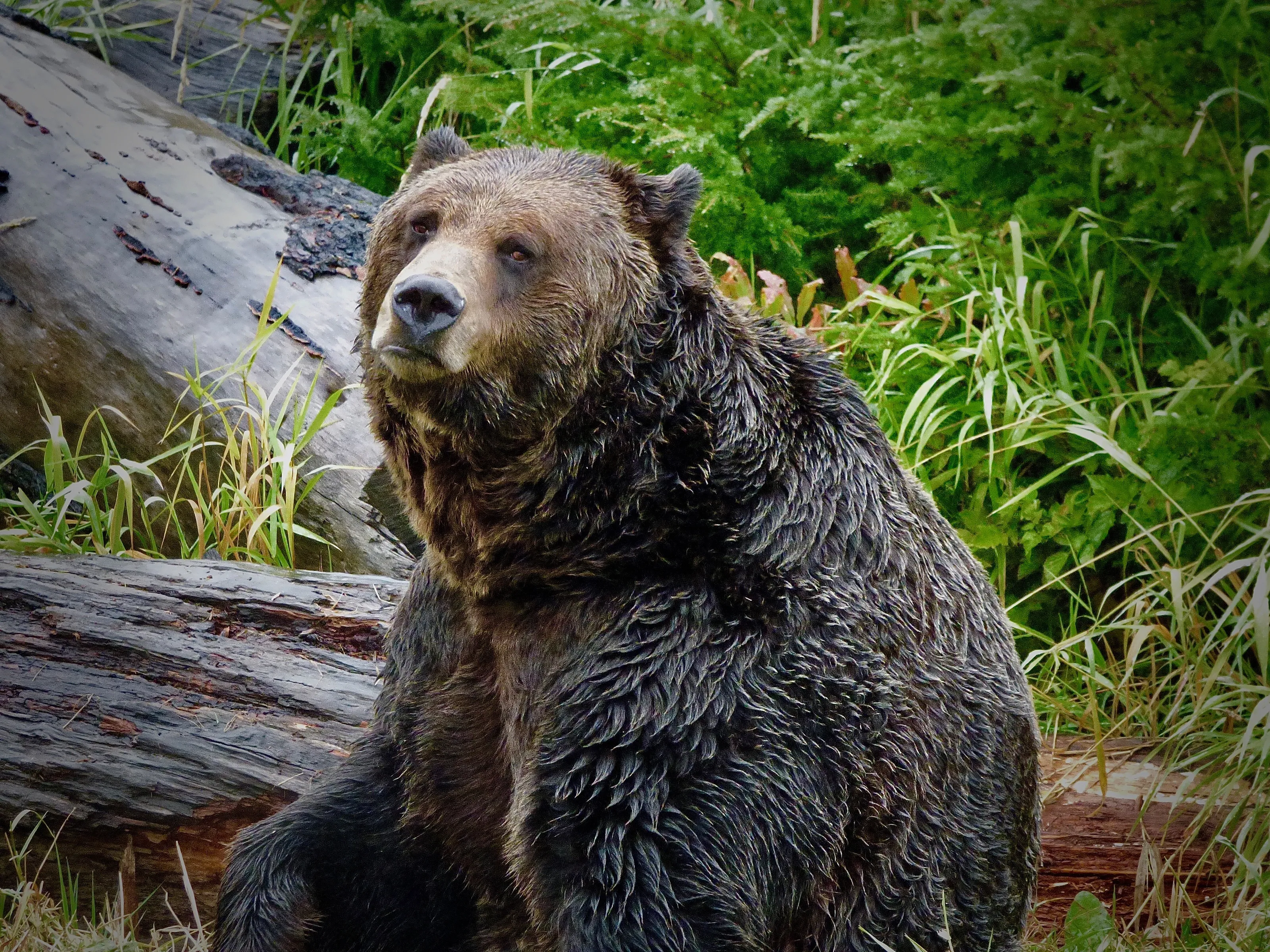 Grizzly Bear
