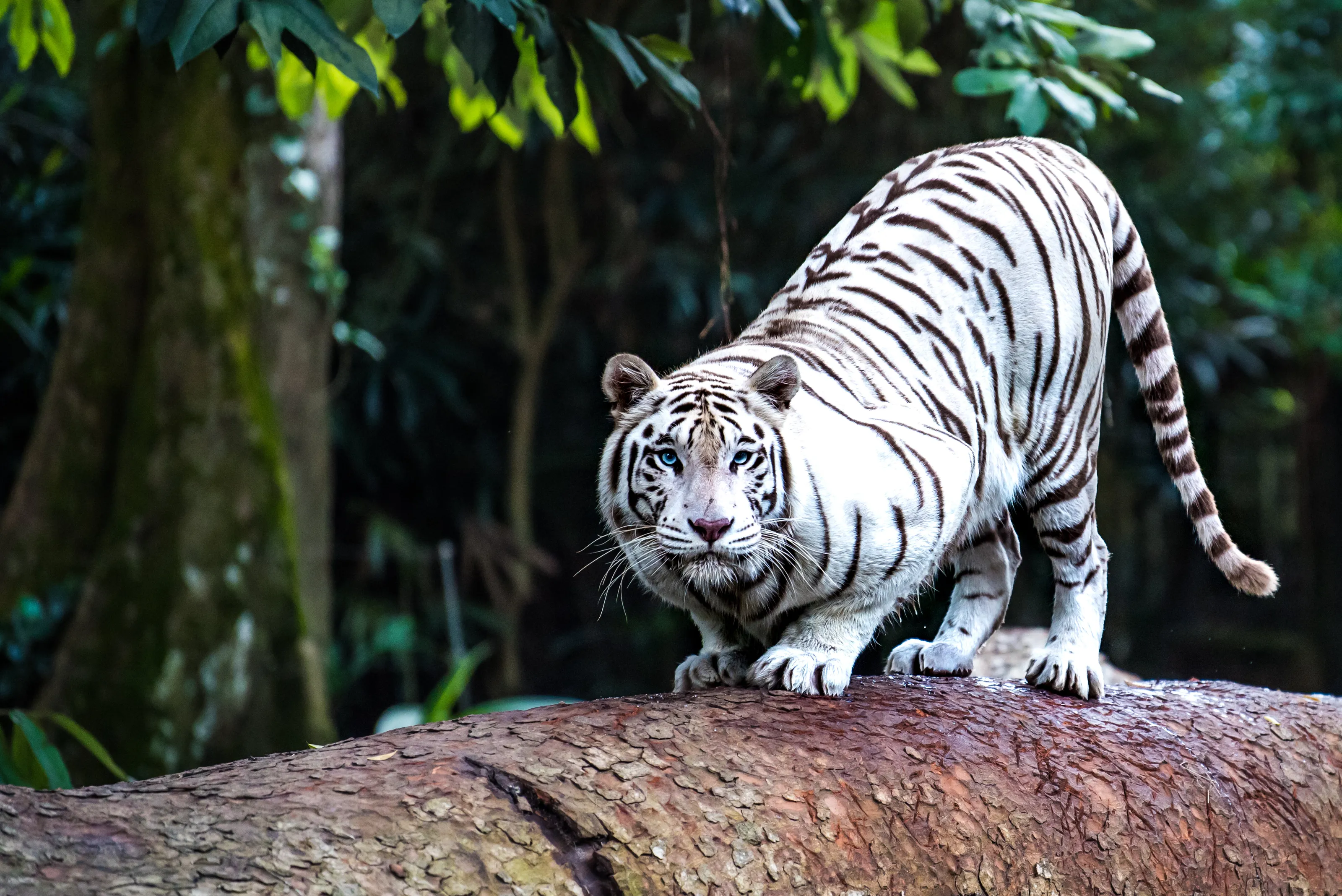 WhiteTiger