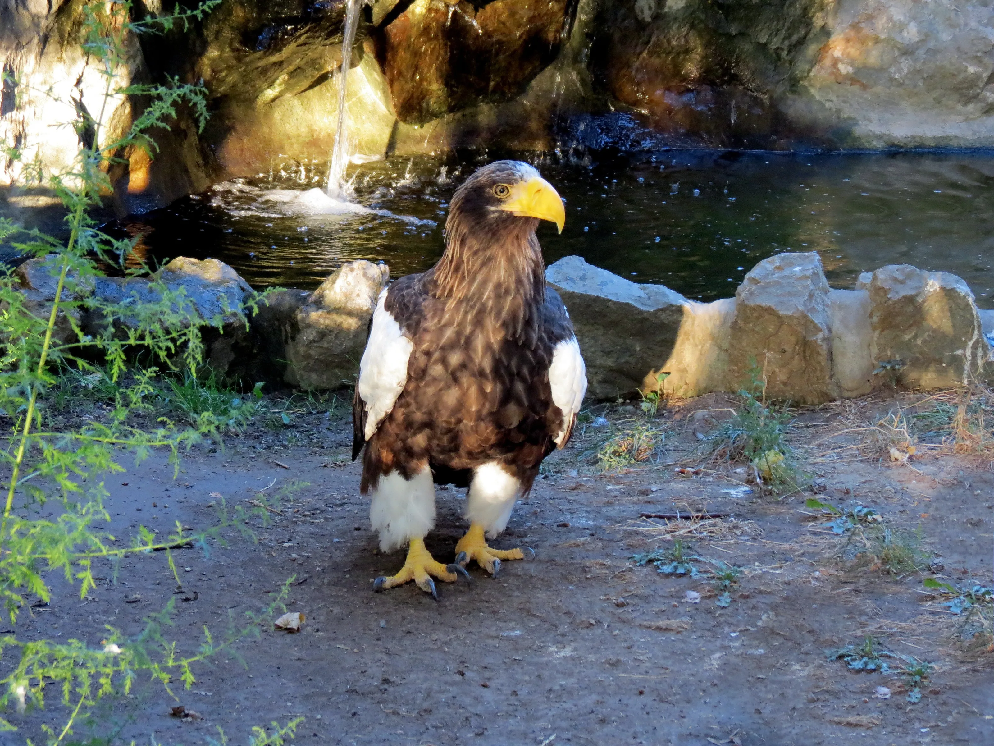 Haliaeetus pelagicus