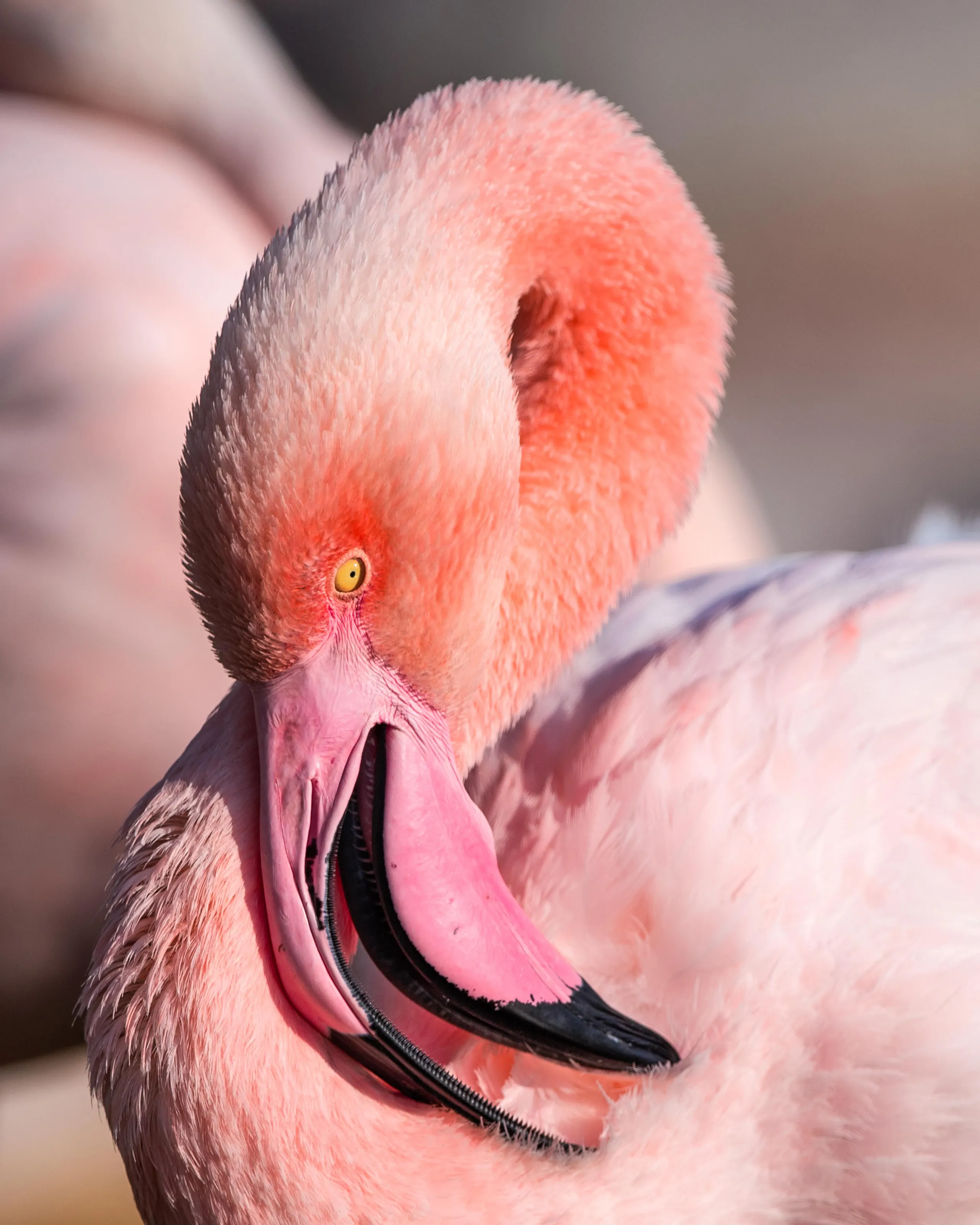 Greater Flamingo