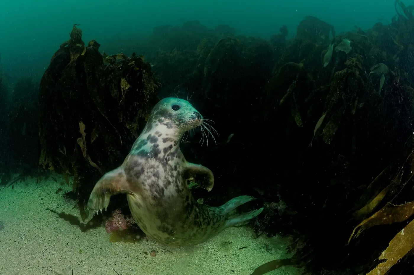 happy seal