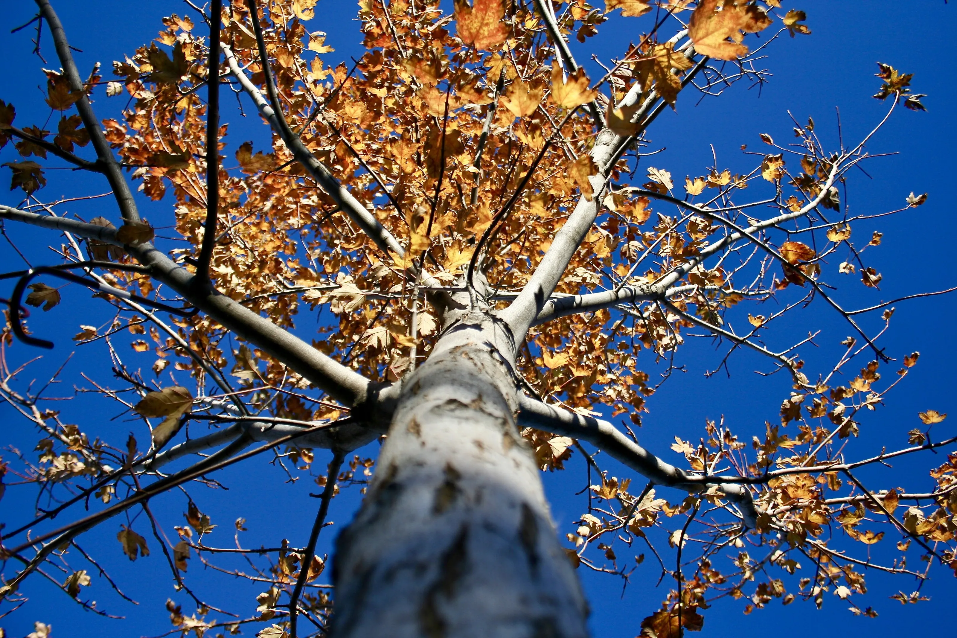 Looking Up