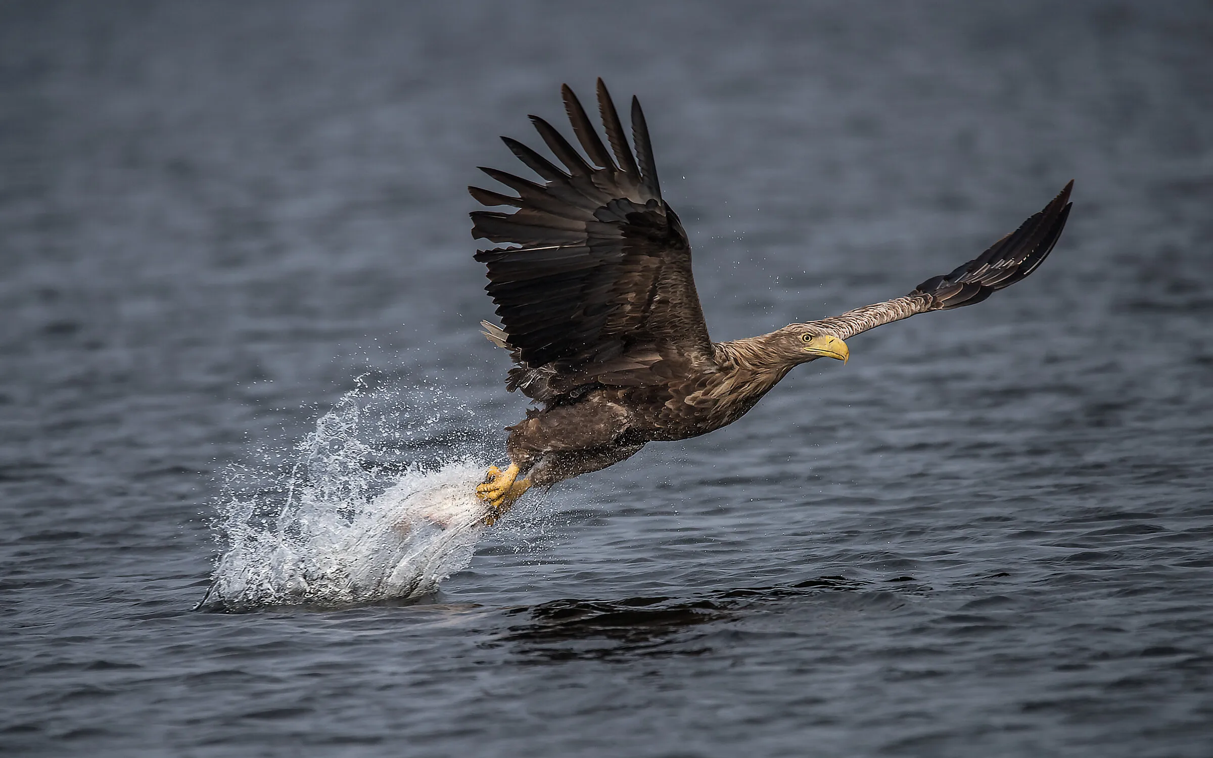 White tailed Eagle