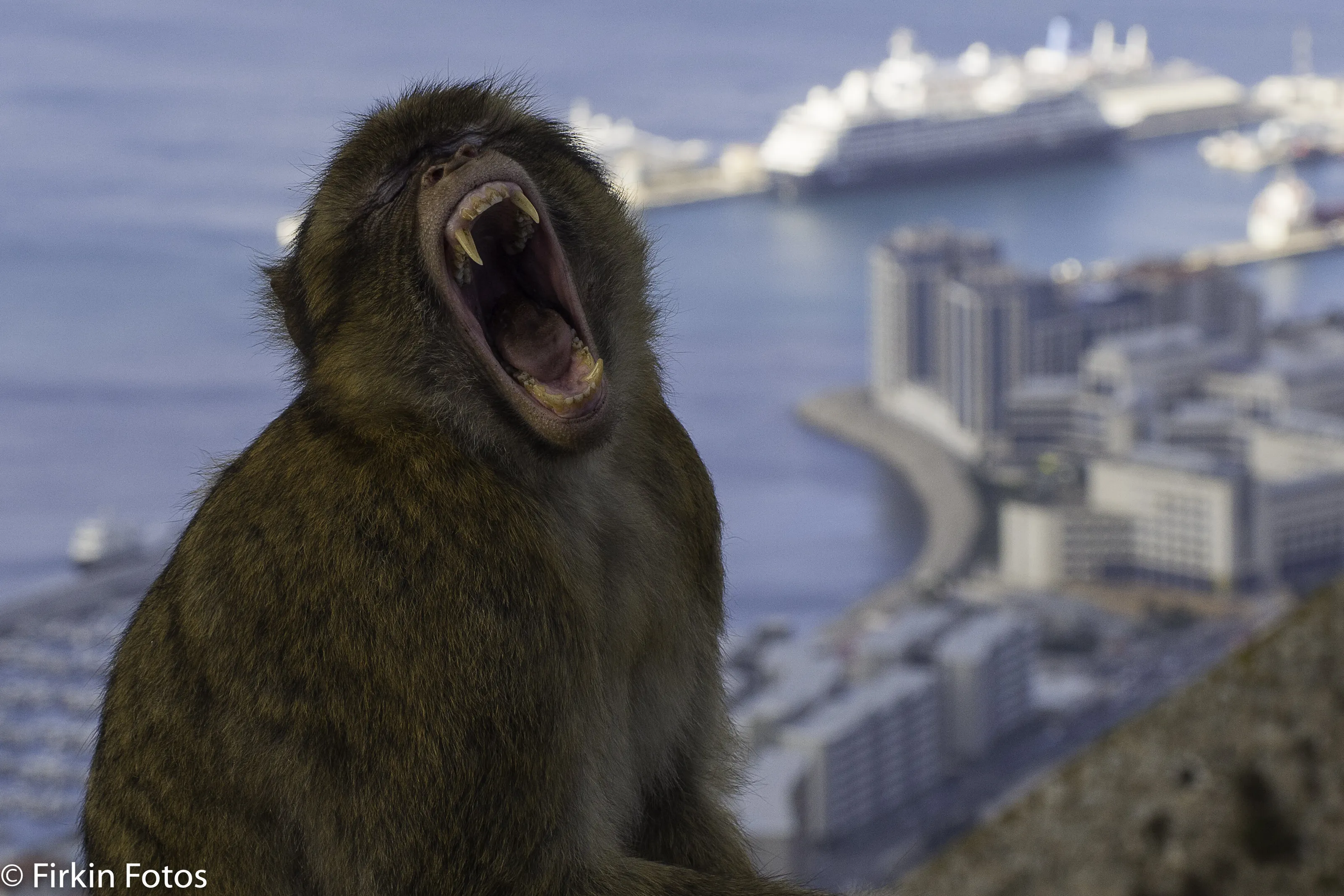 I'm bored of tourists