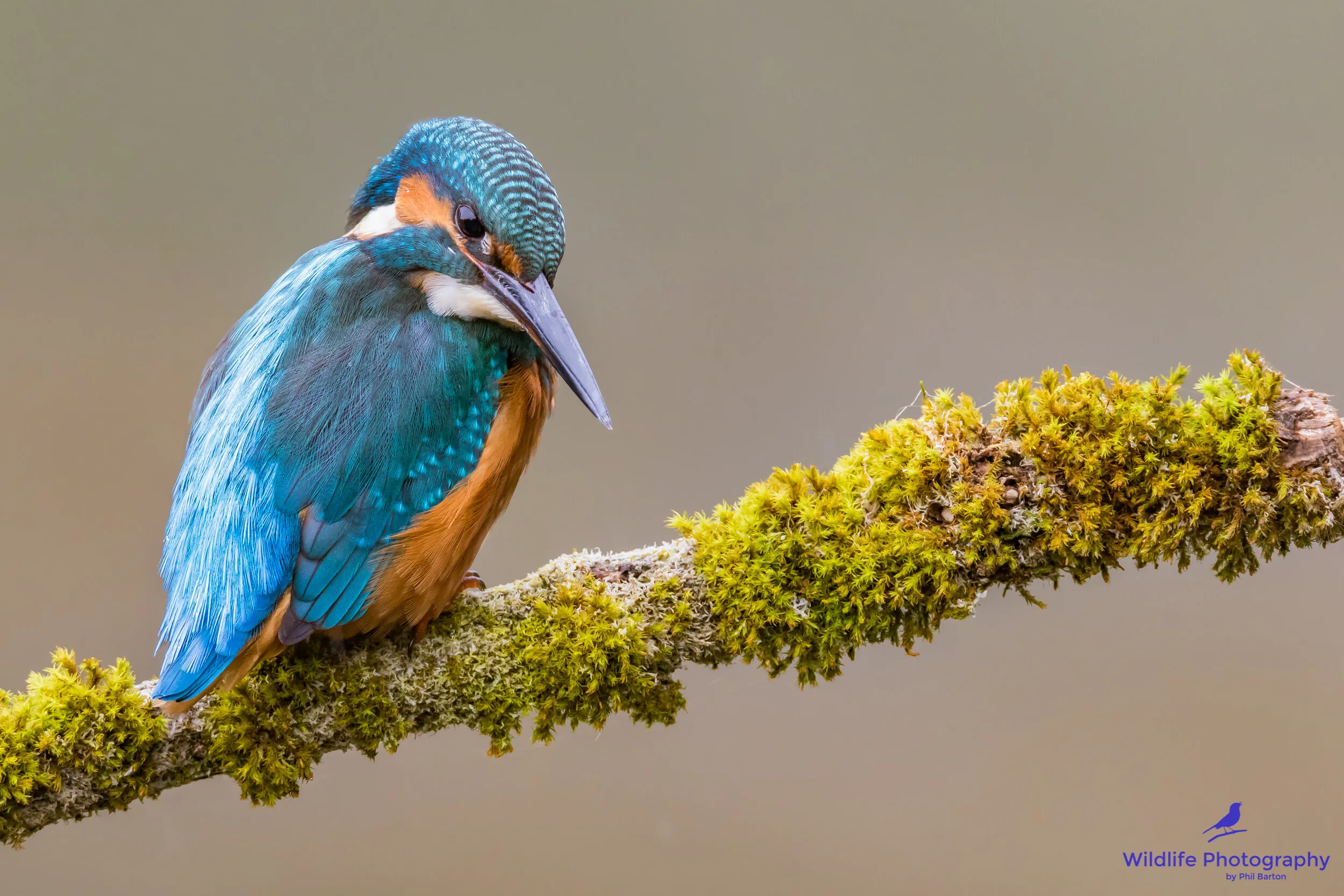 Kingfisher on the look out