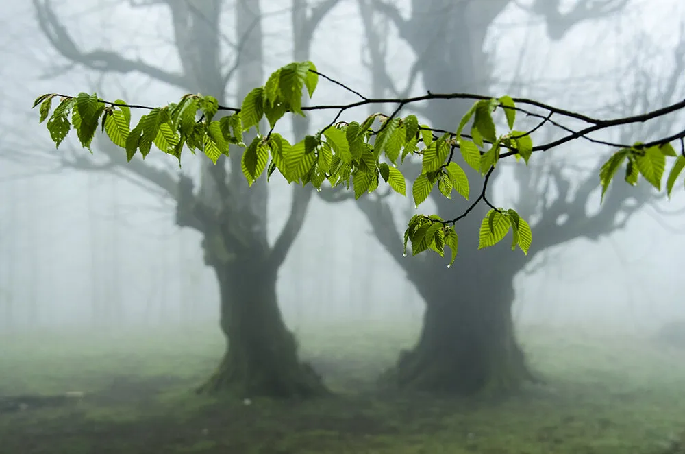 Tree of Life