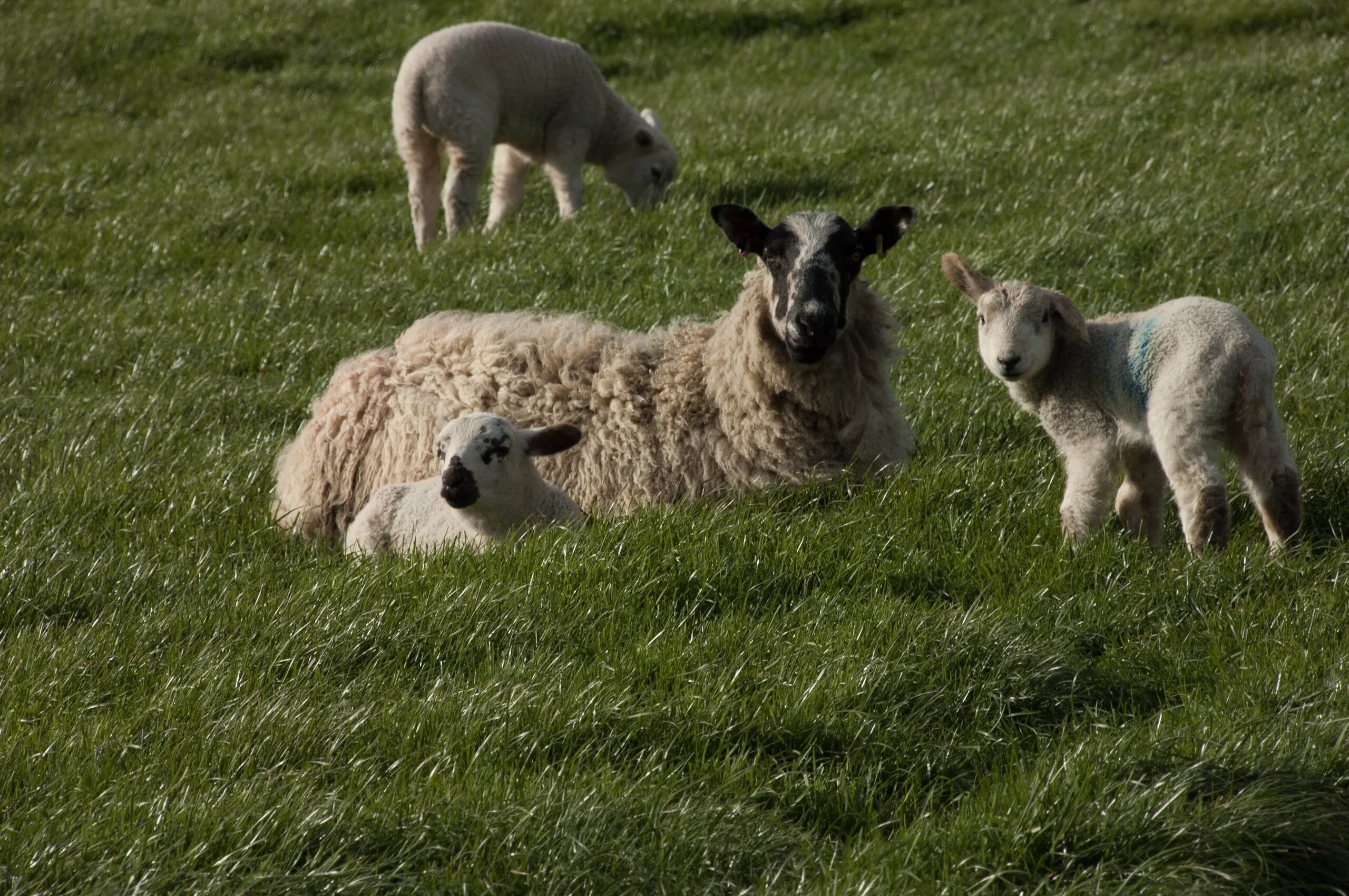 Spring lambs in Northumberland