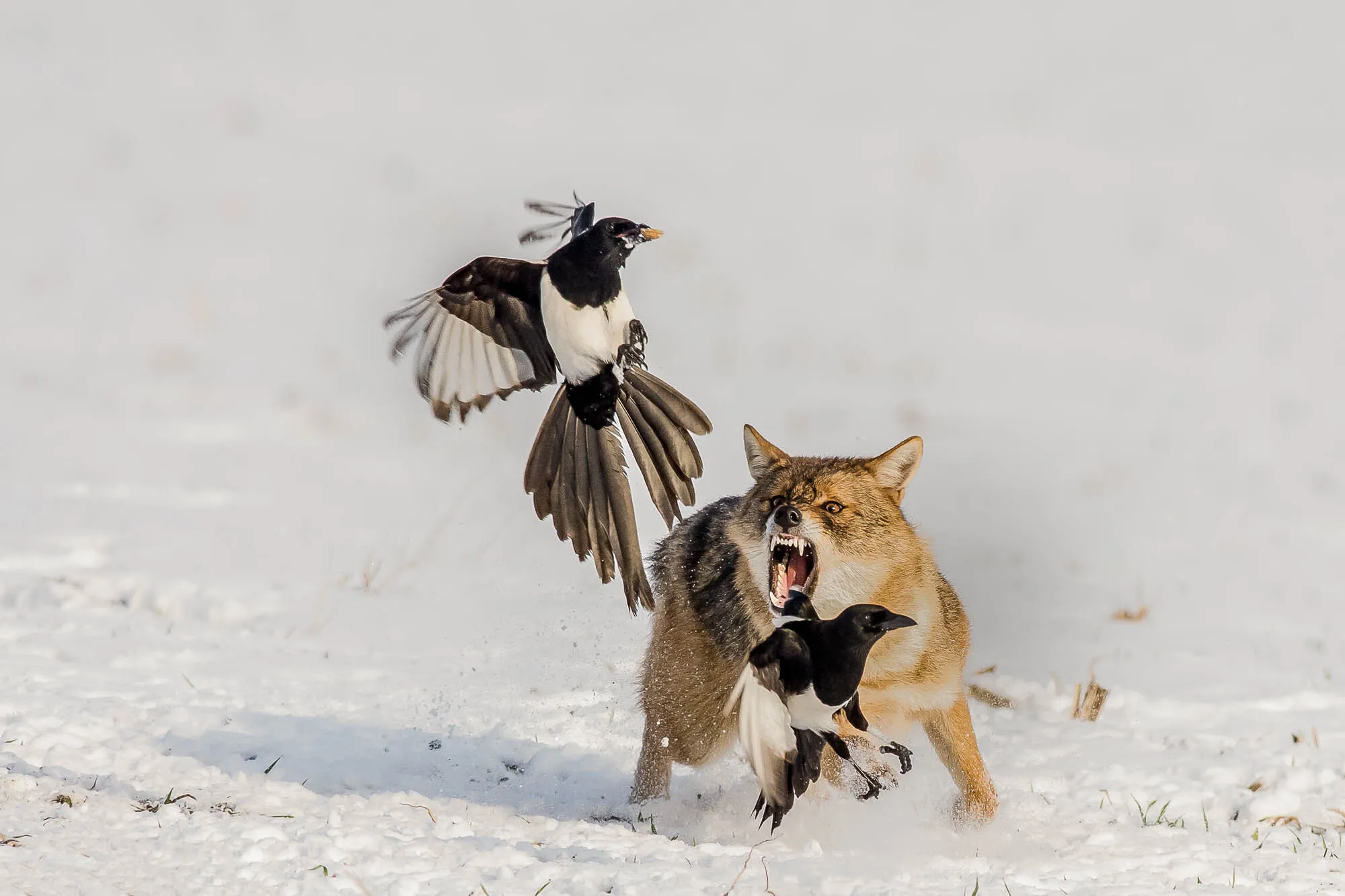 the brave crow