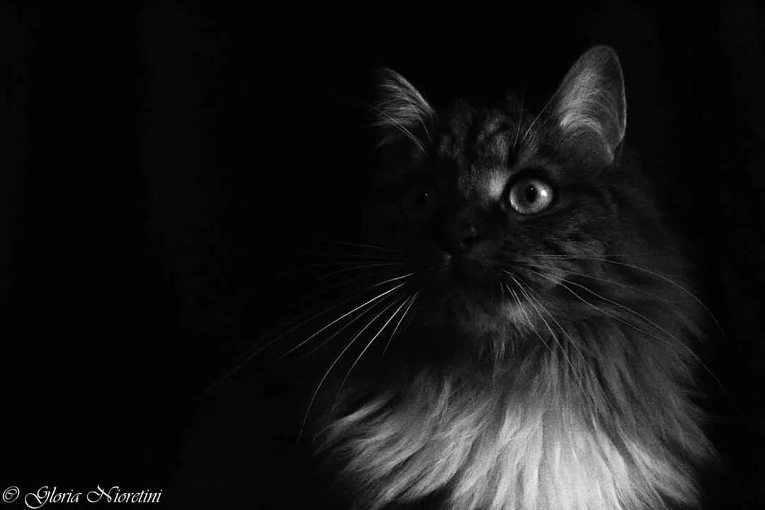 Princess