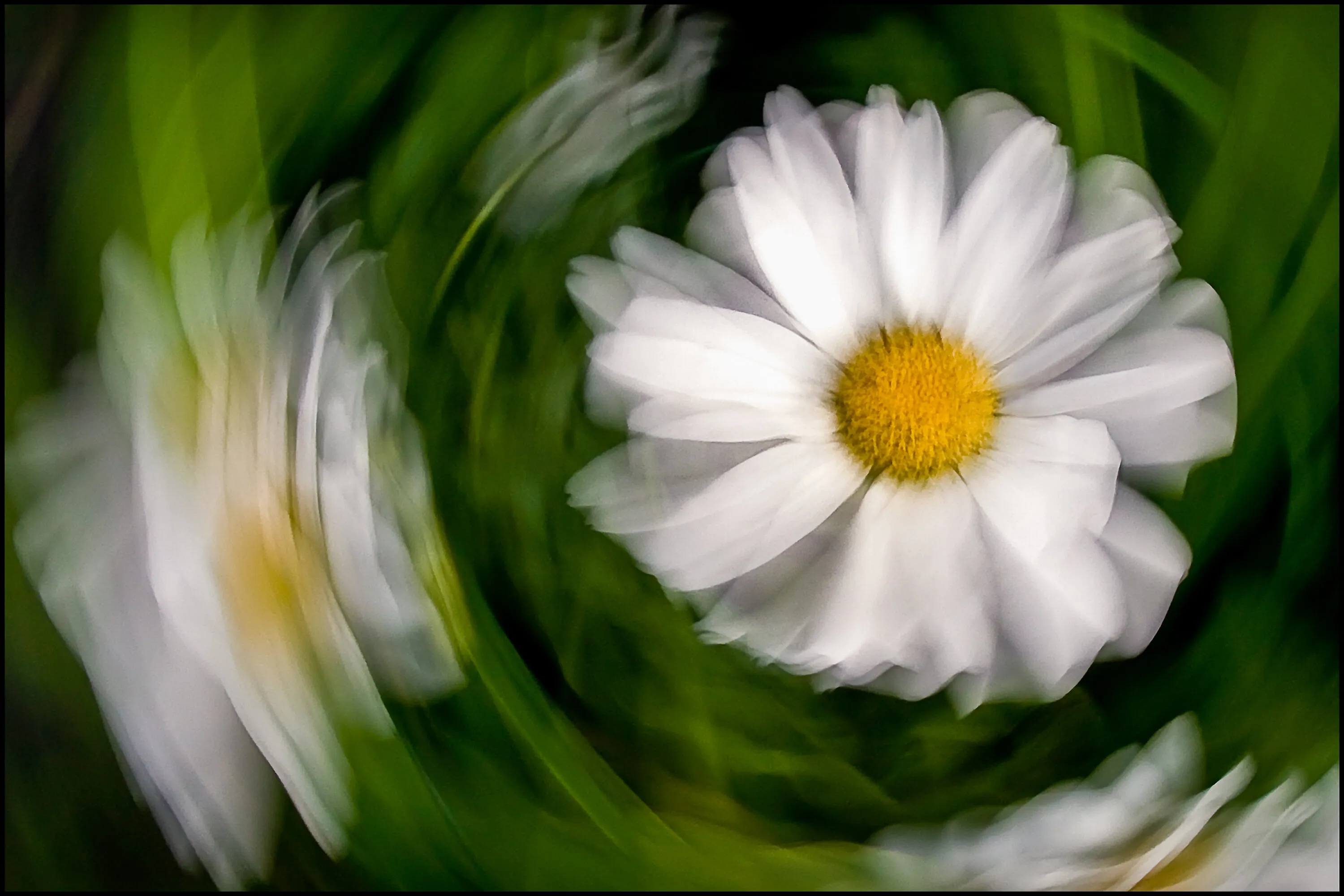 Daisey in Motion.