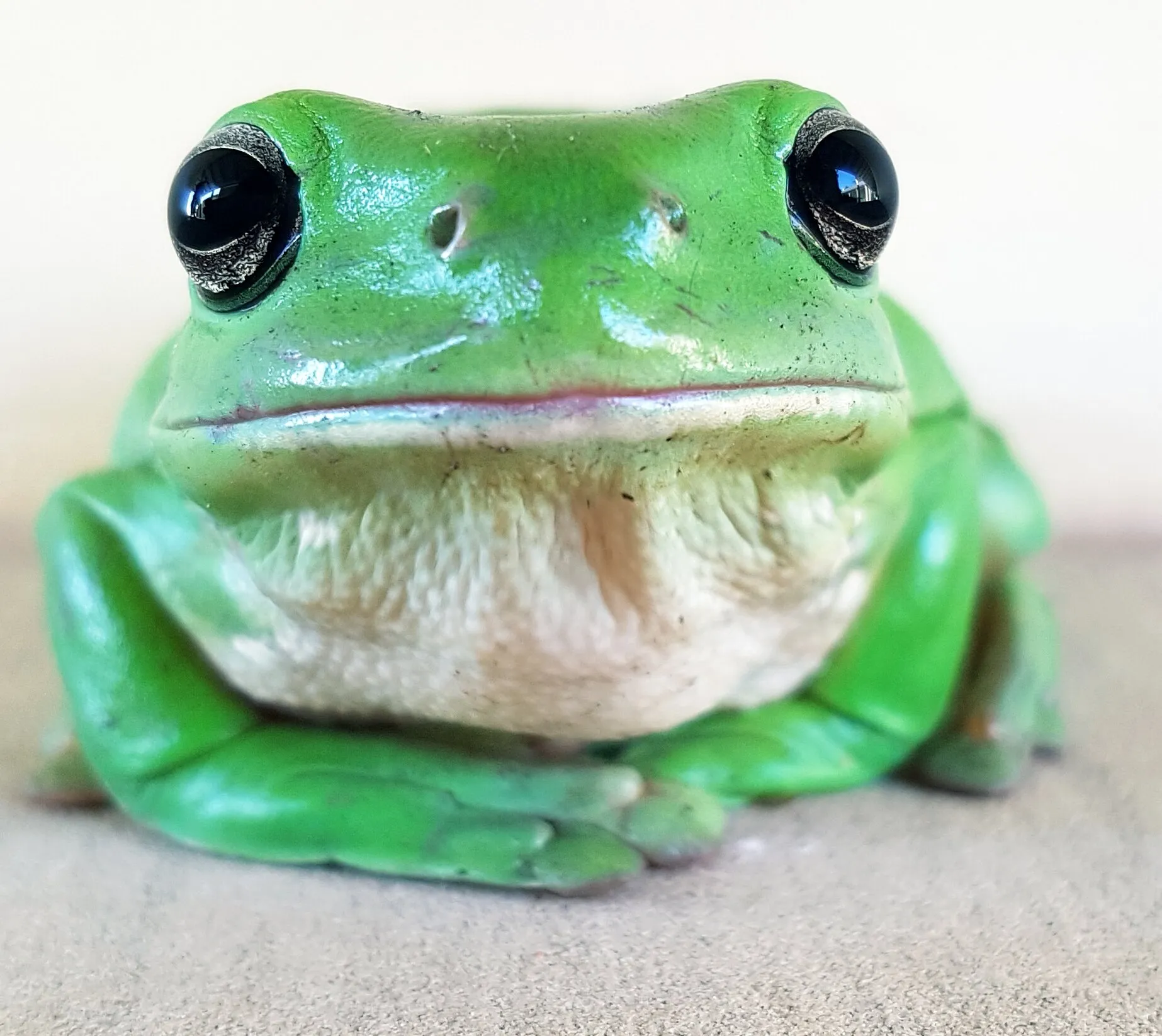 Green Frog