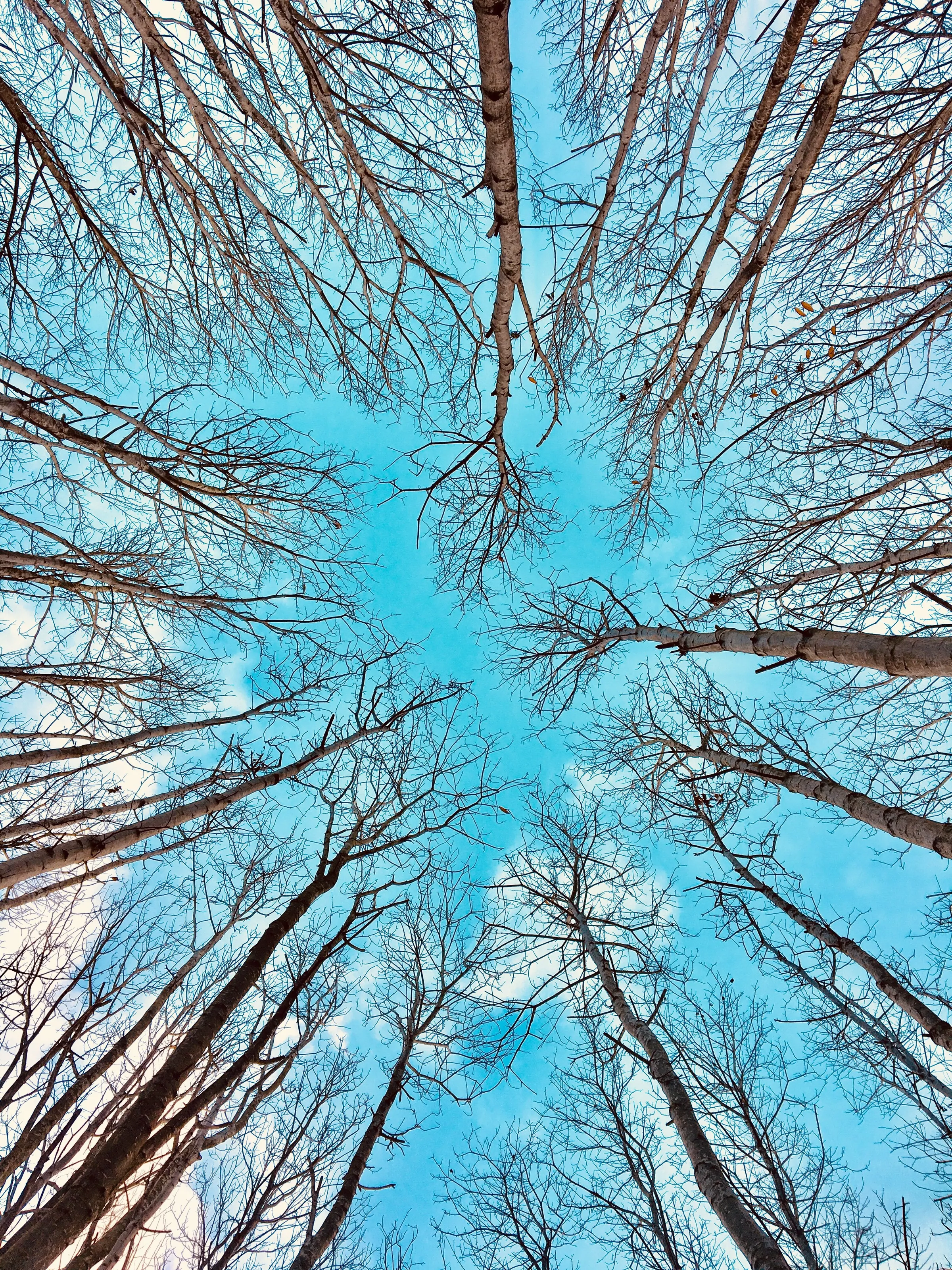 Winter Trees