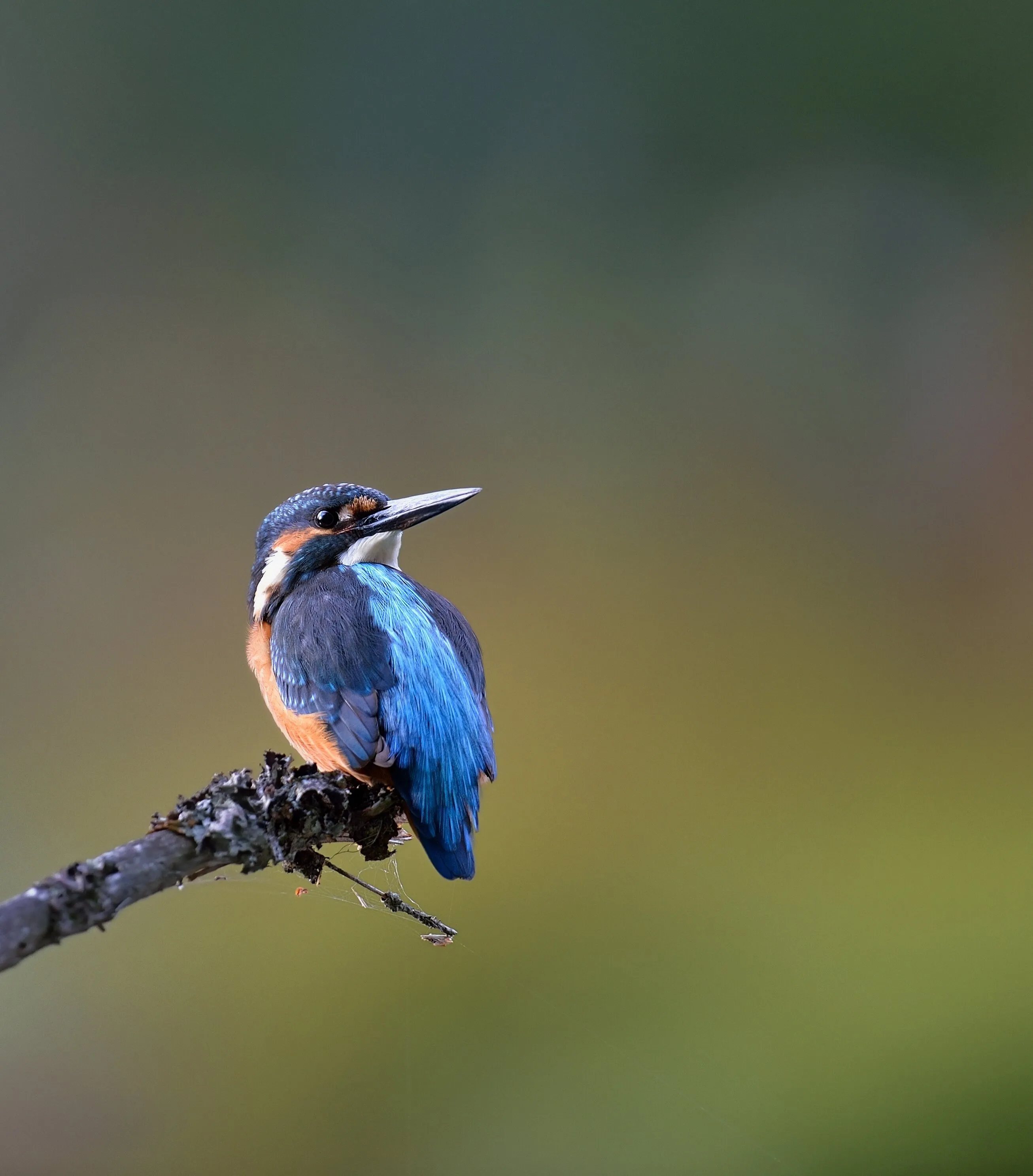 Kingfisher
