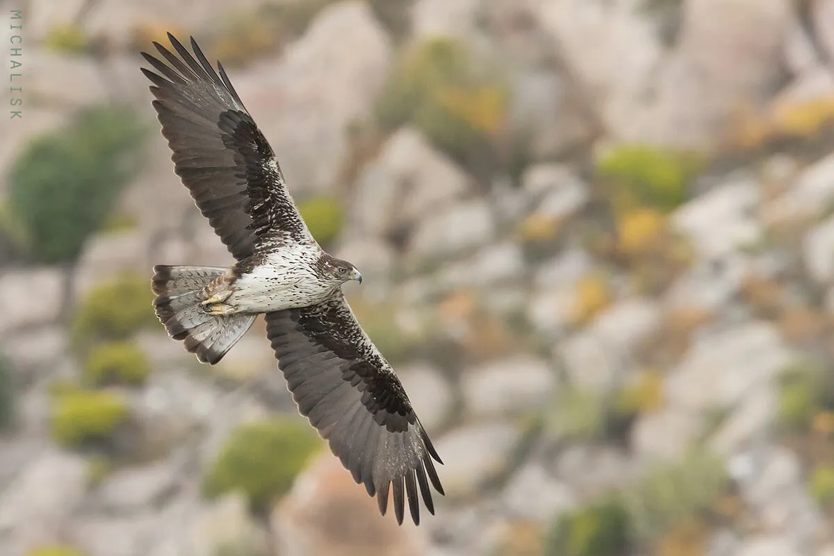 Bonelli's Eagle