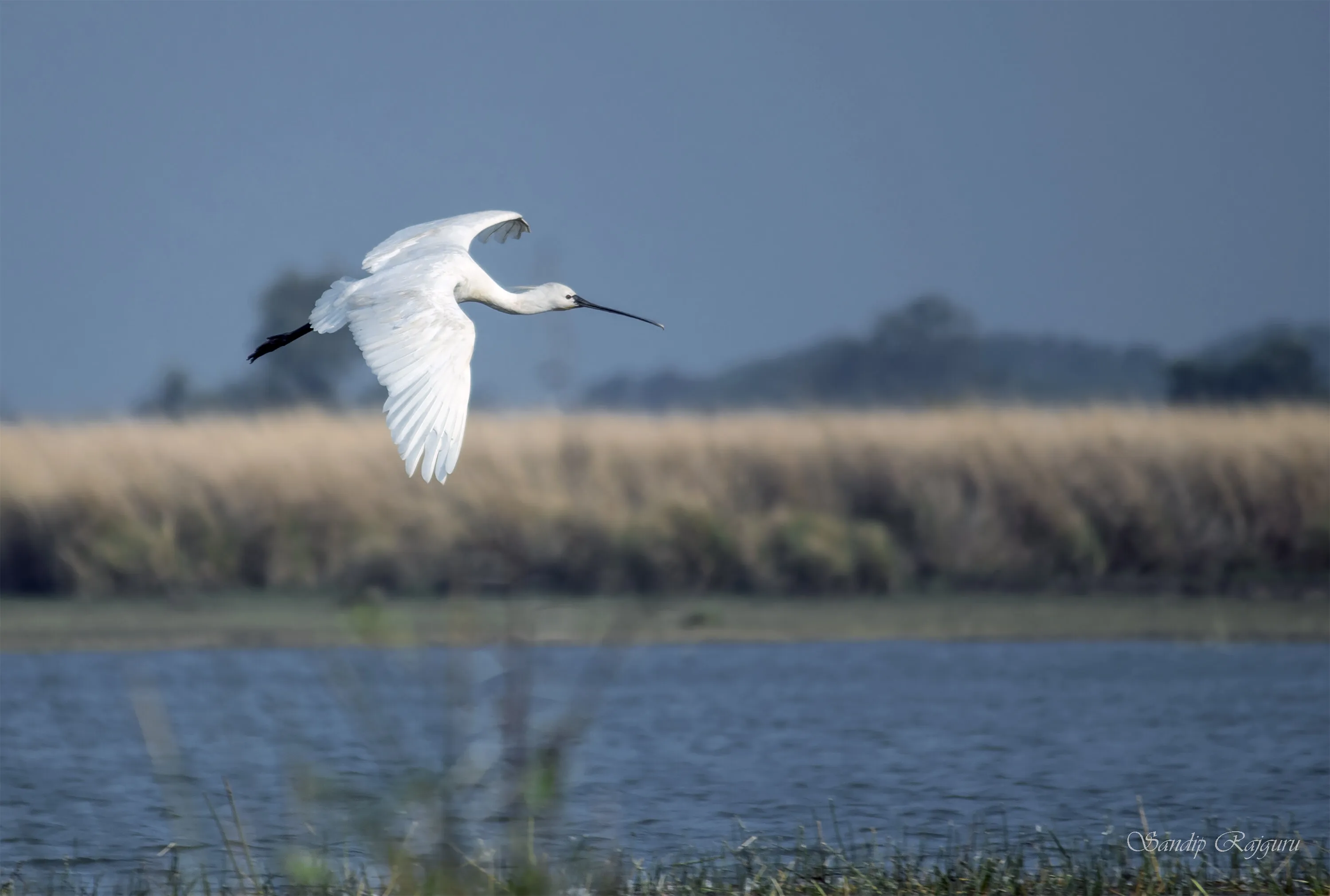 Eurasian Spoonbill