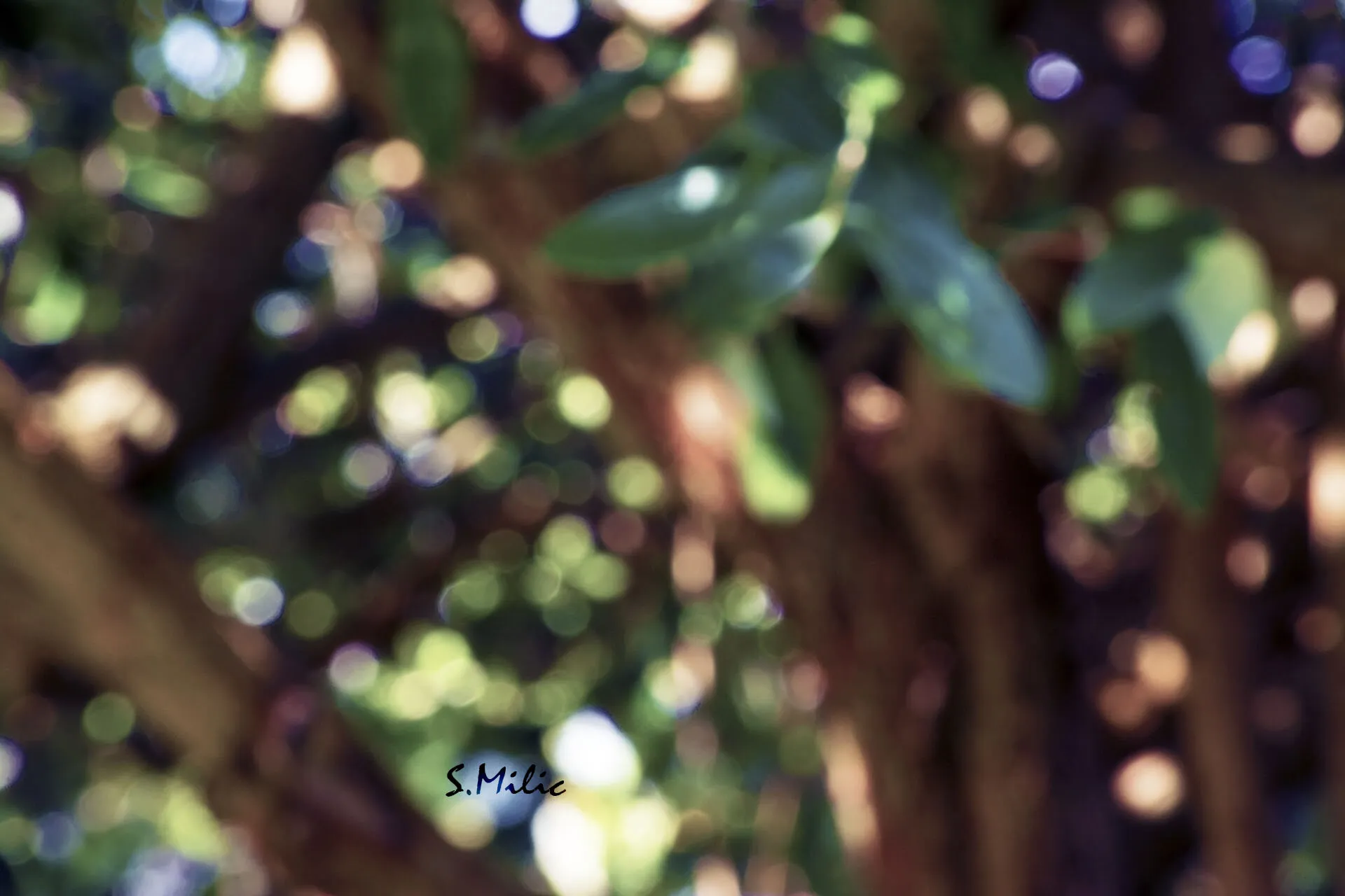 Colour in the shade