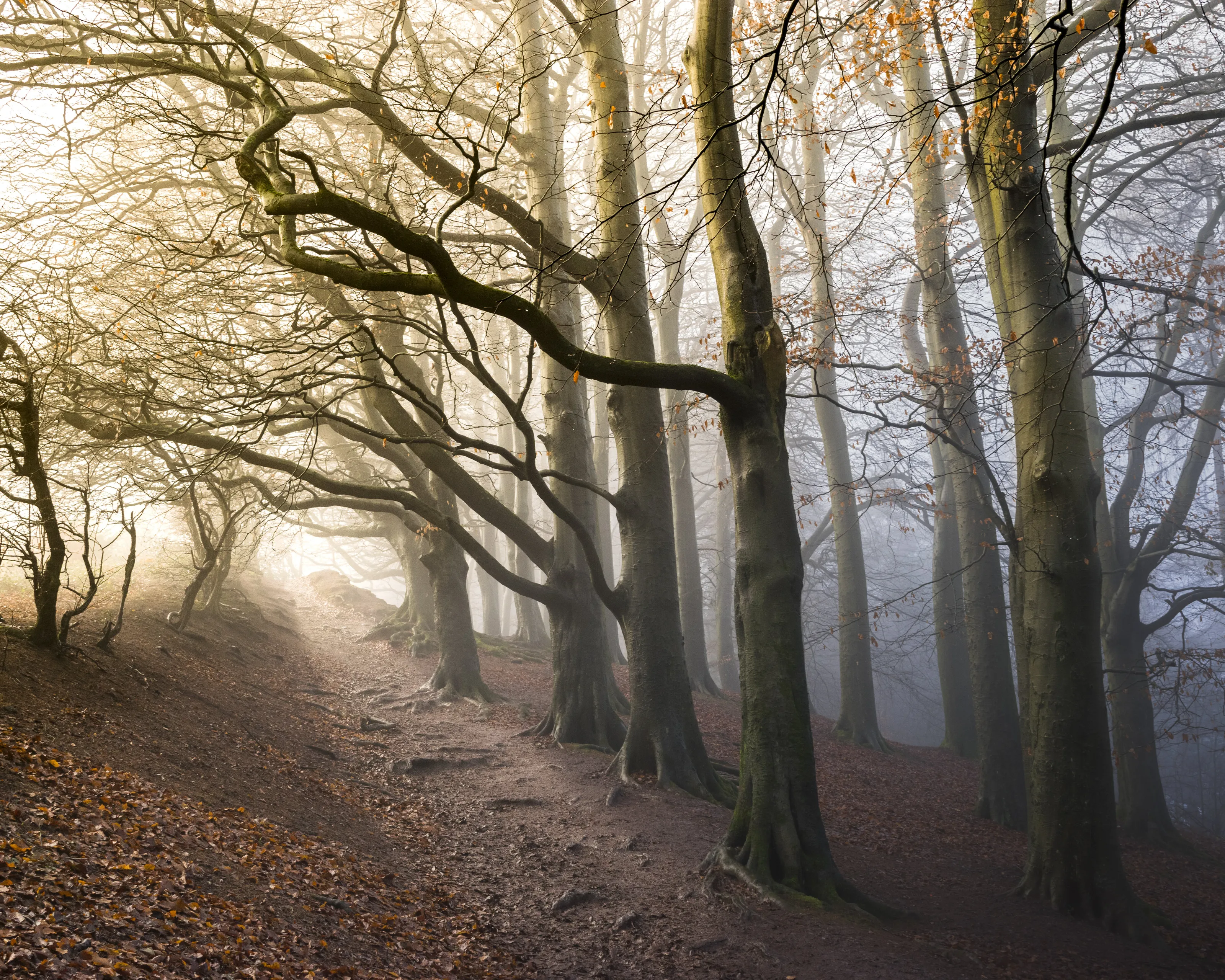 The Sunlit Path