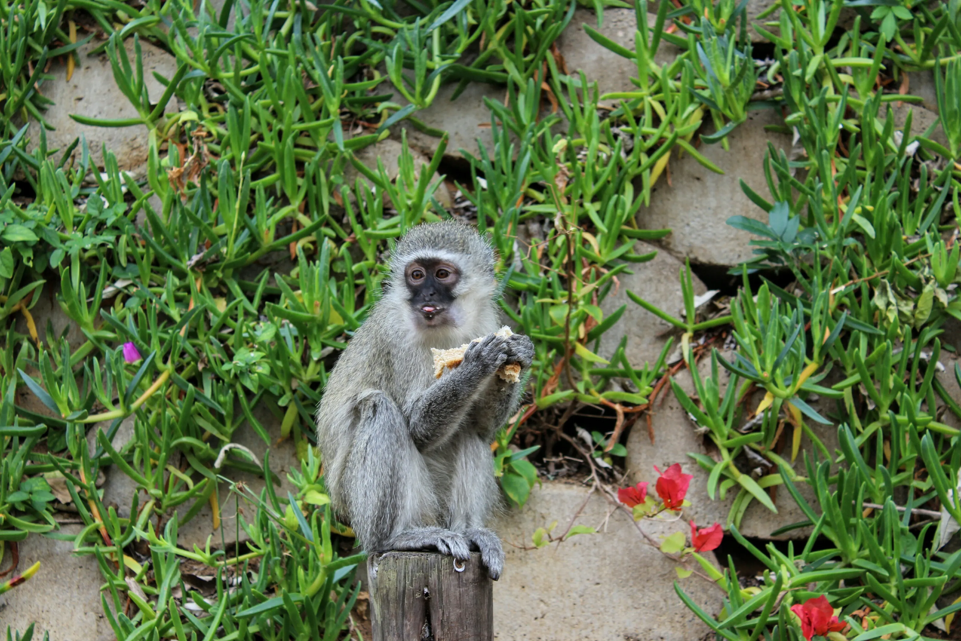 Monkey Business
