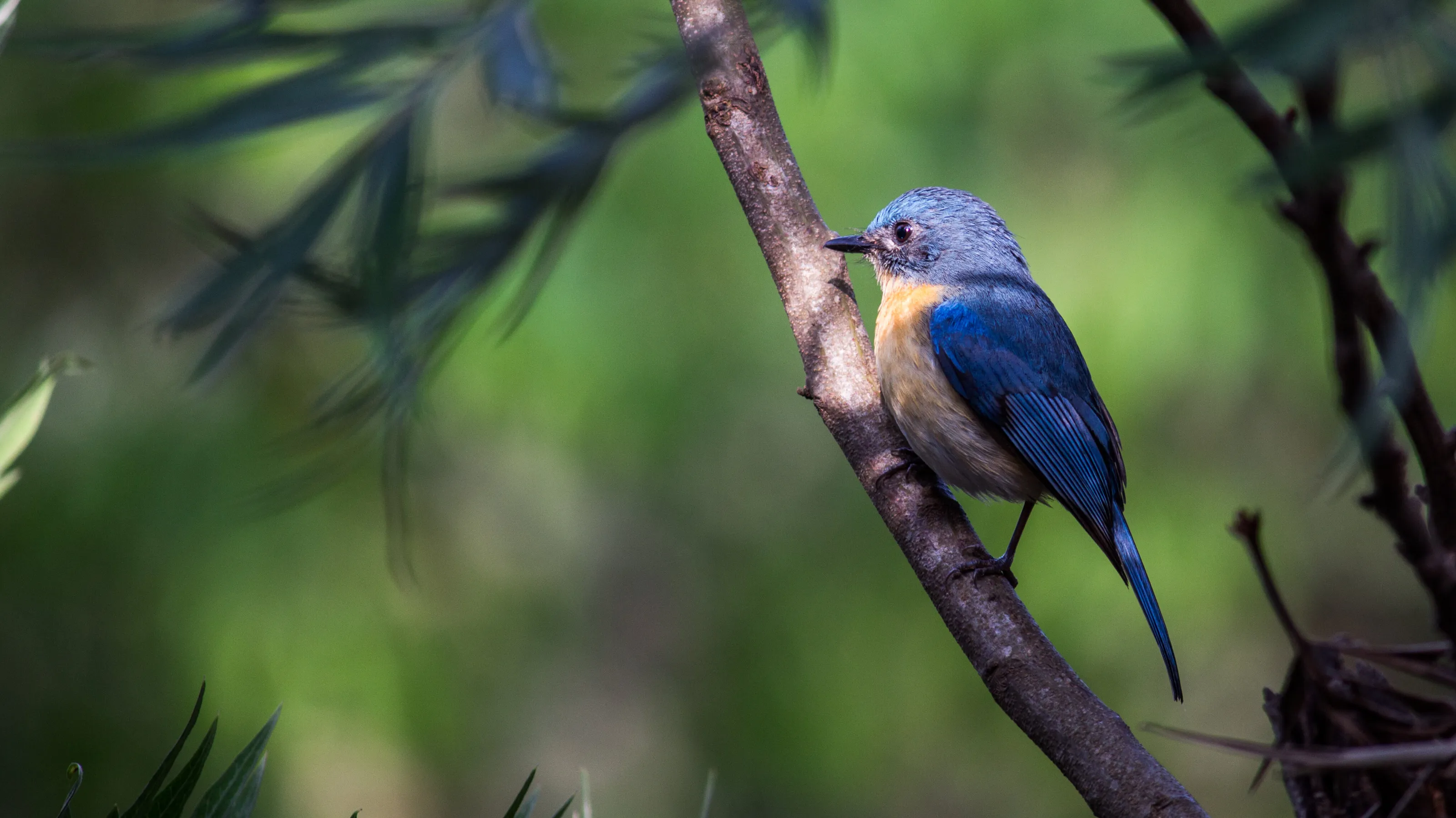 Beautiful blue bird