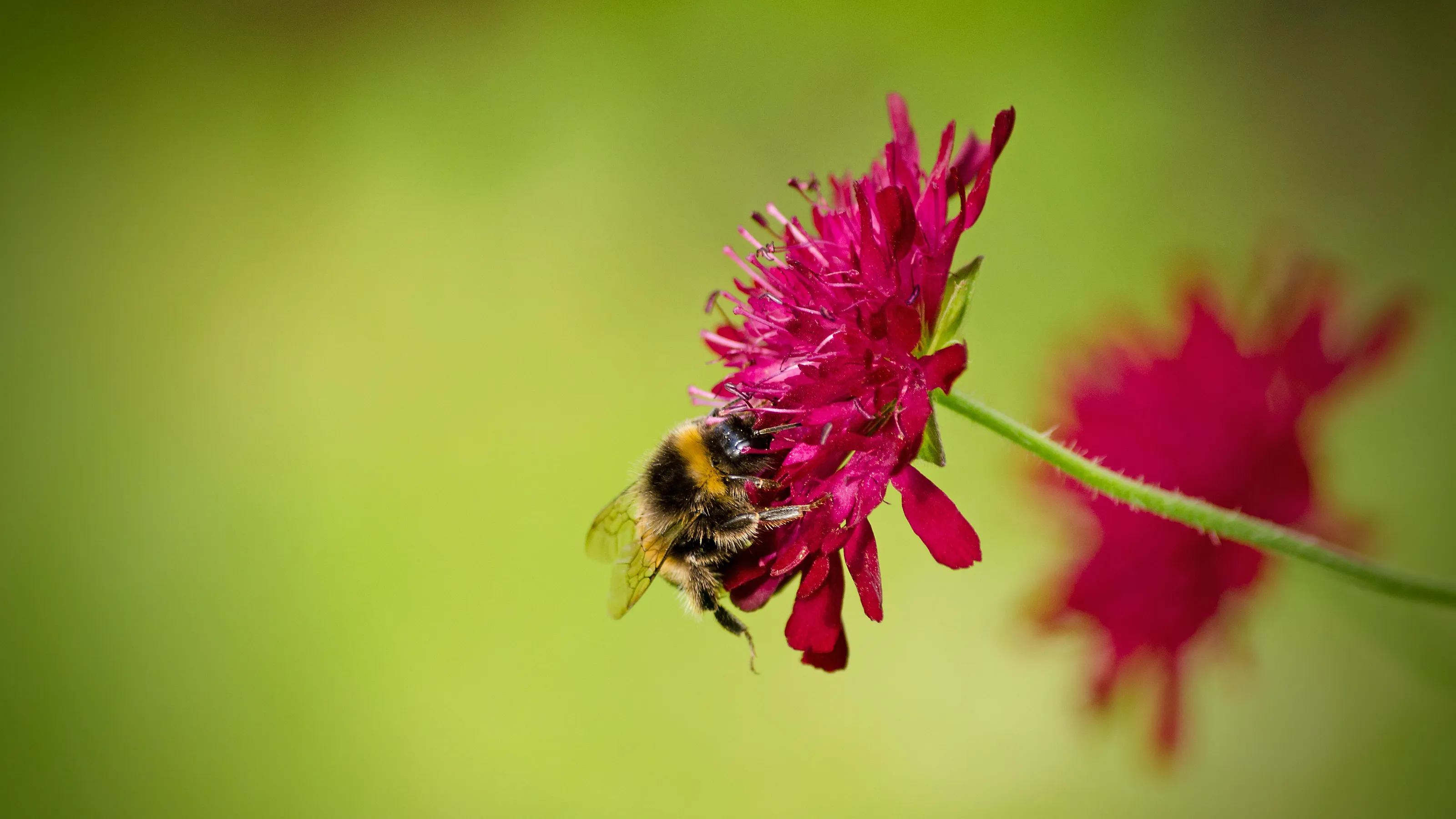 Bee on Red Flower