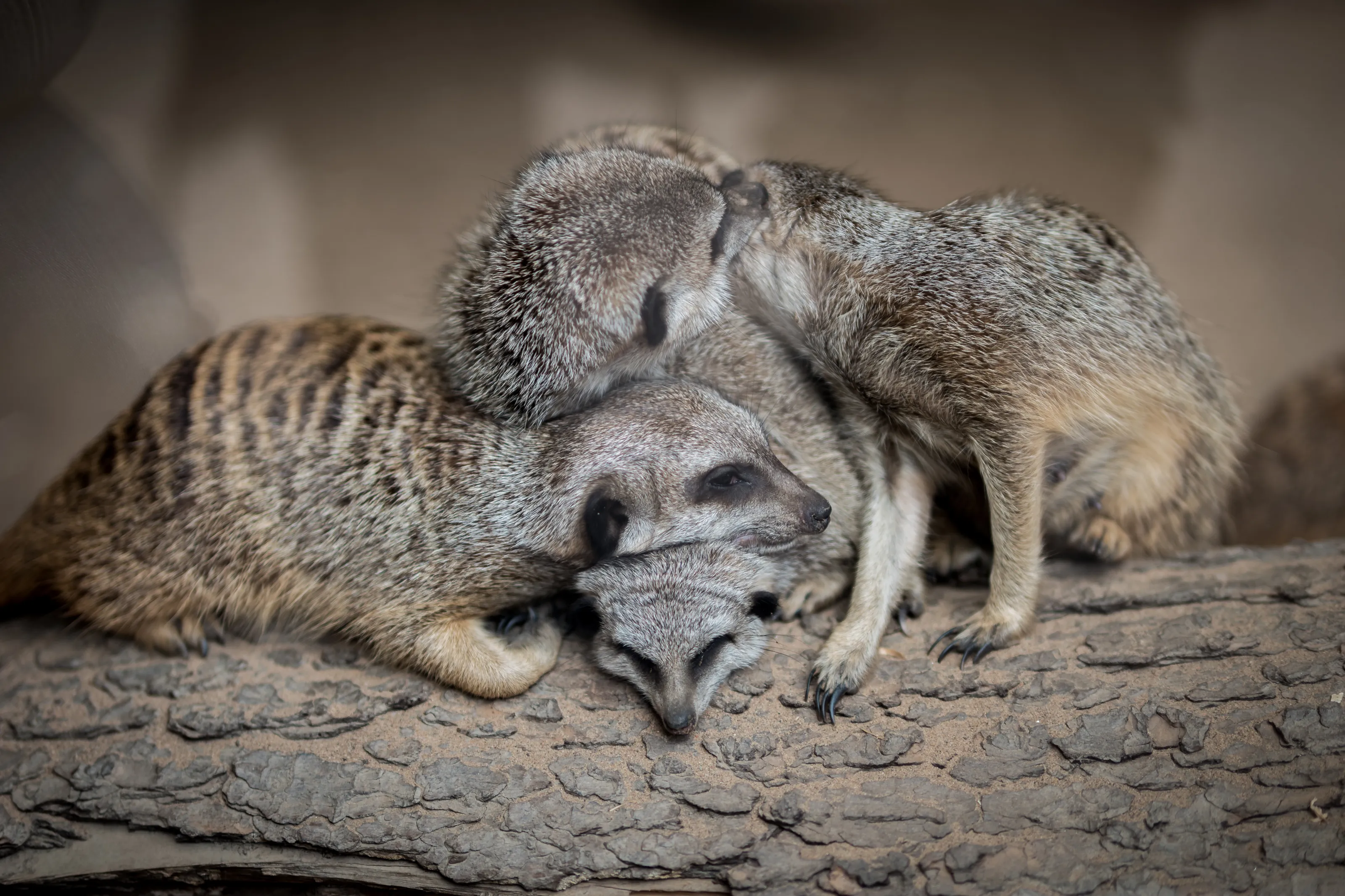 Meerkat Family
