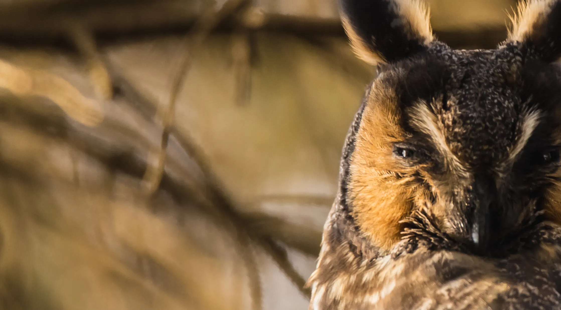 Long Eared Owl