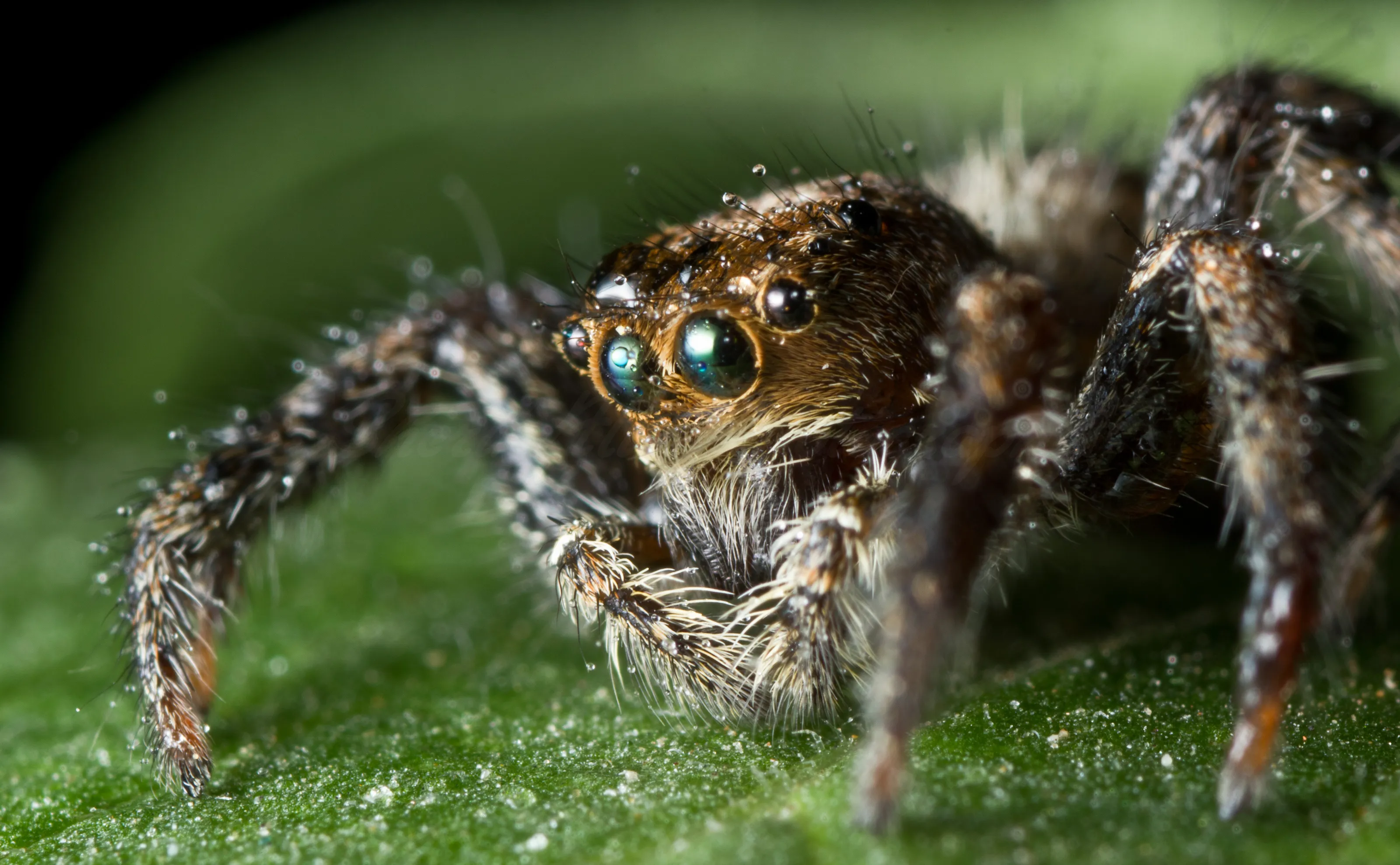 The Jumper Spider