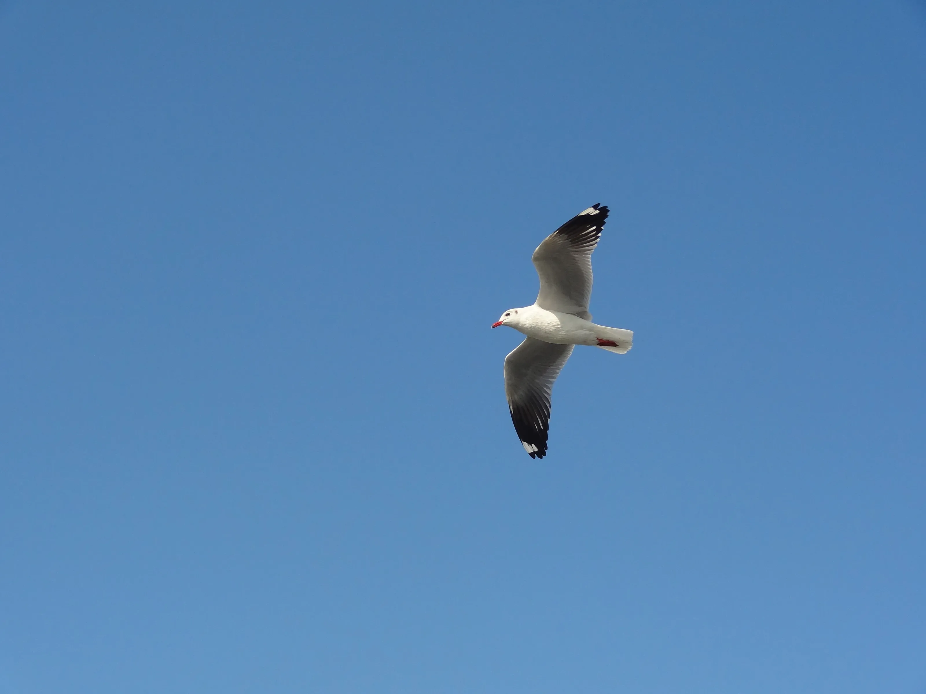 Beautiful Flight