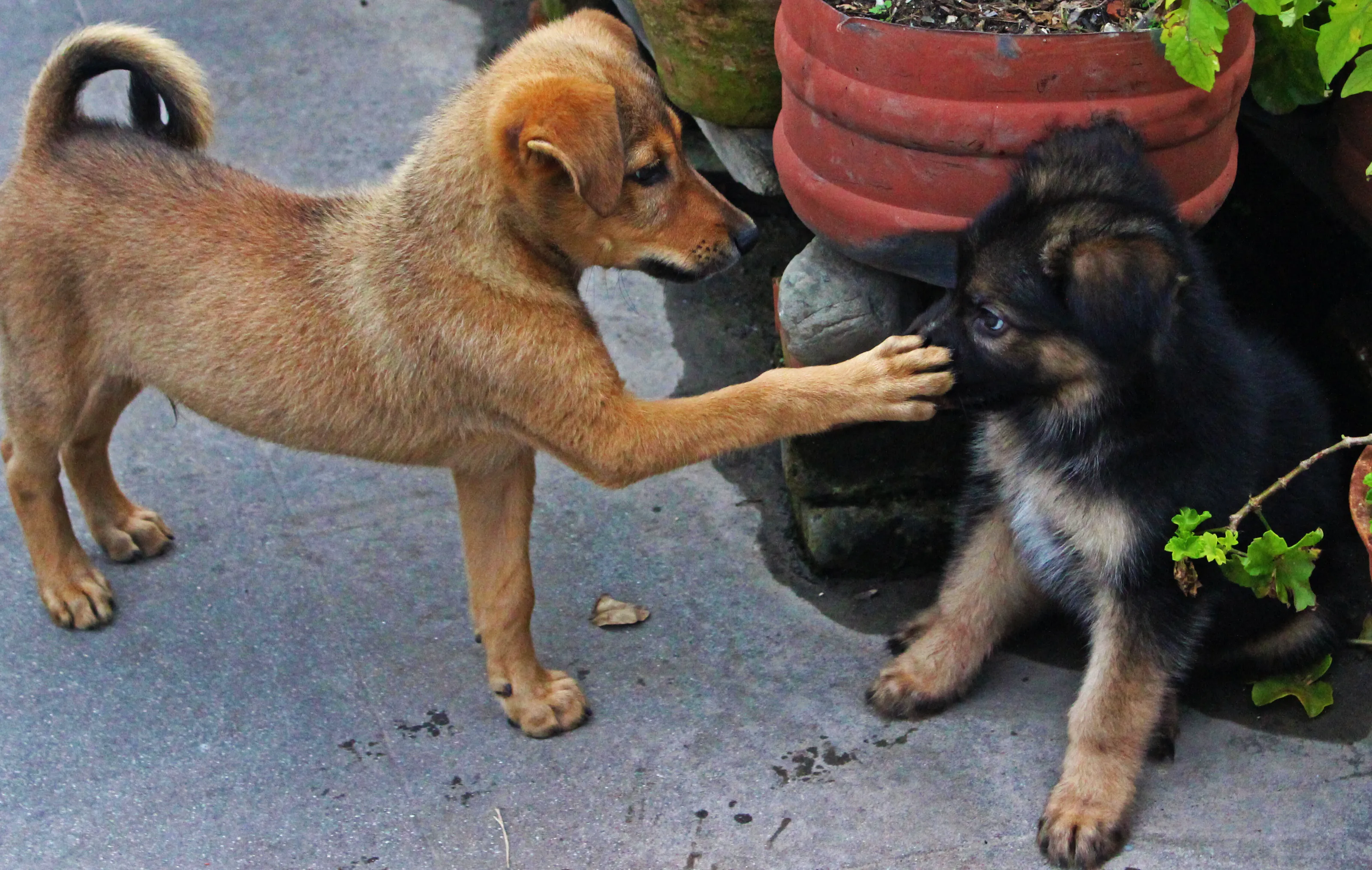 Dogs