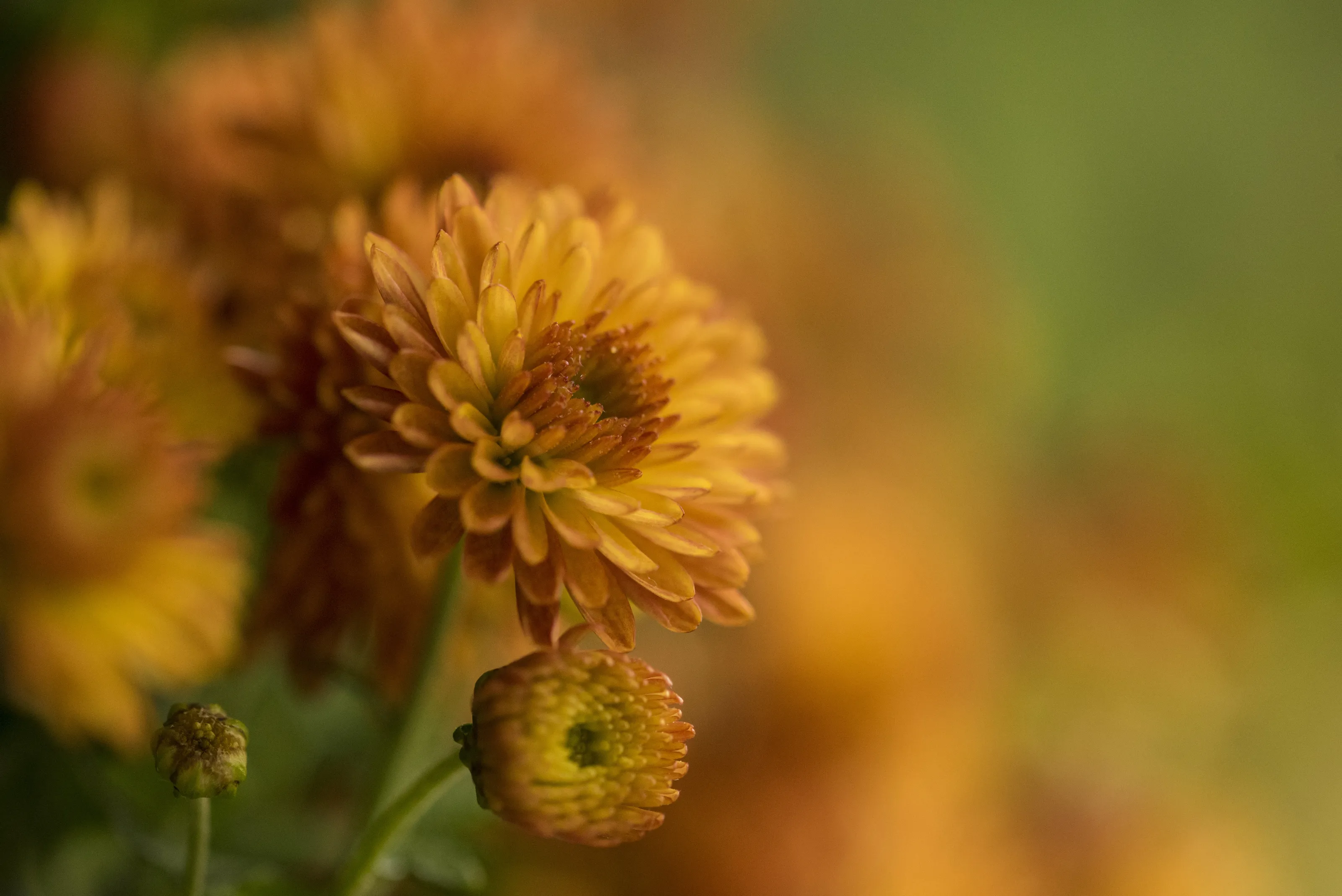 Orange Chrysanthemums