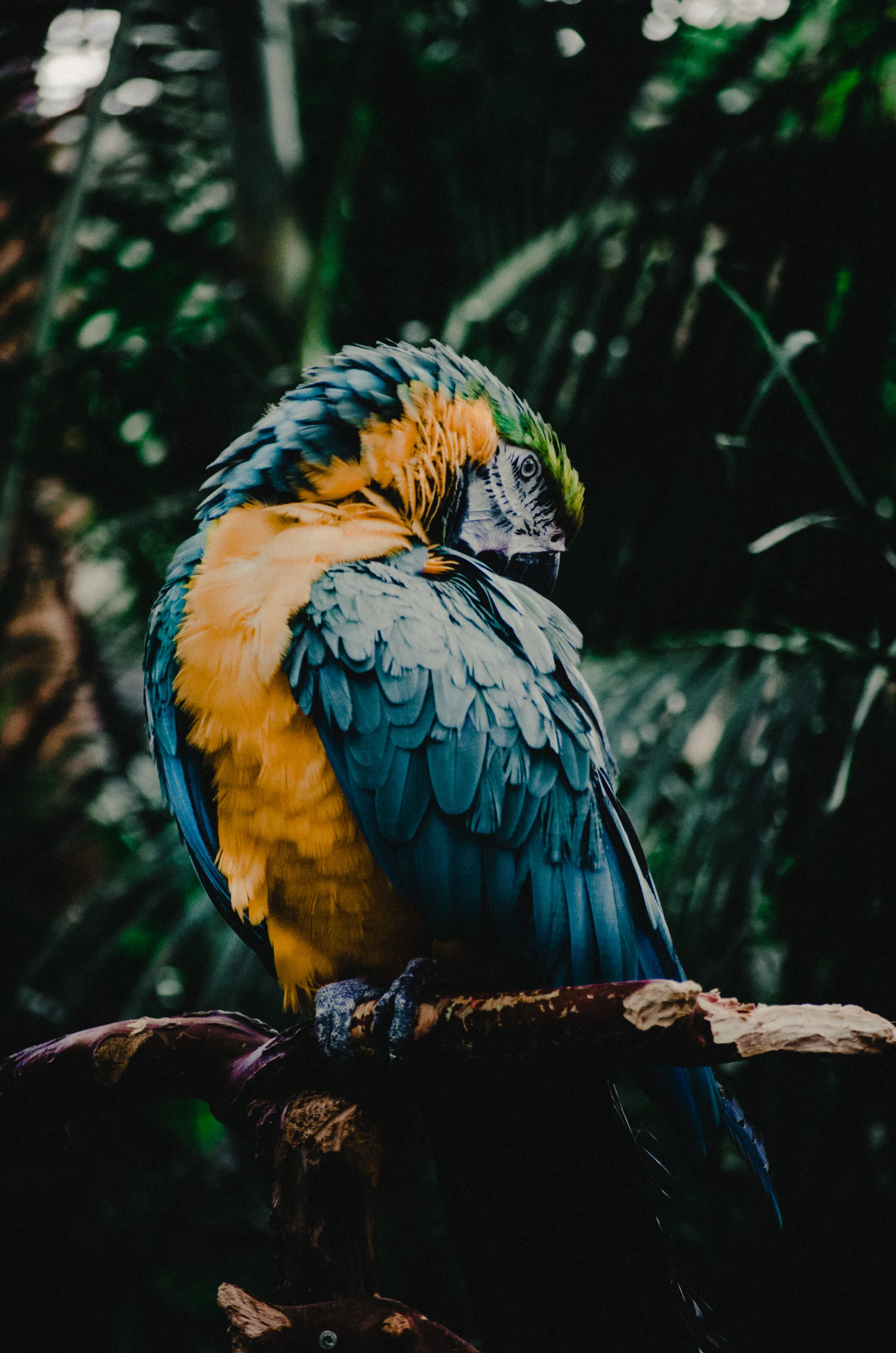 WILD COLOURS