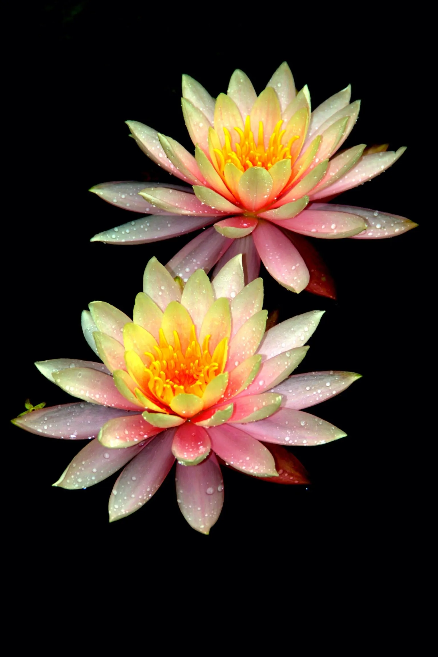 Lilly pond delights