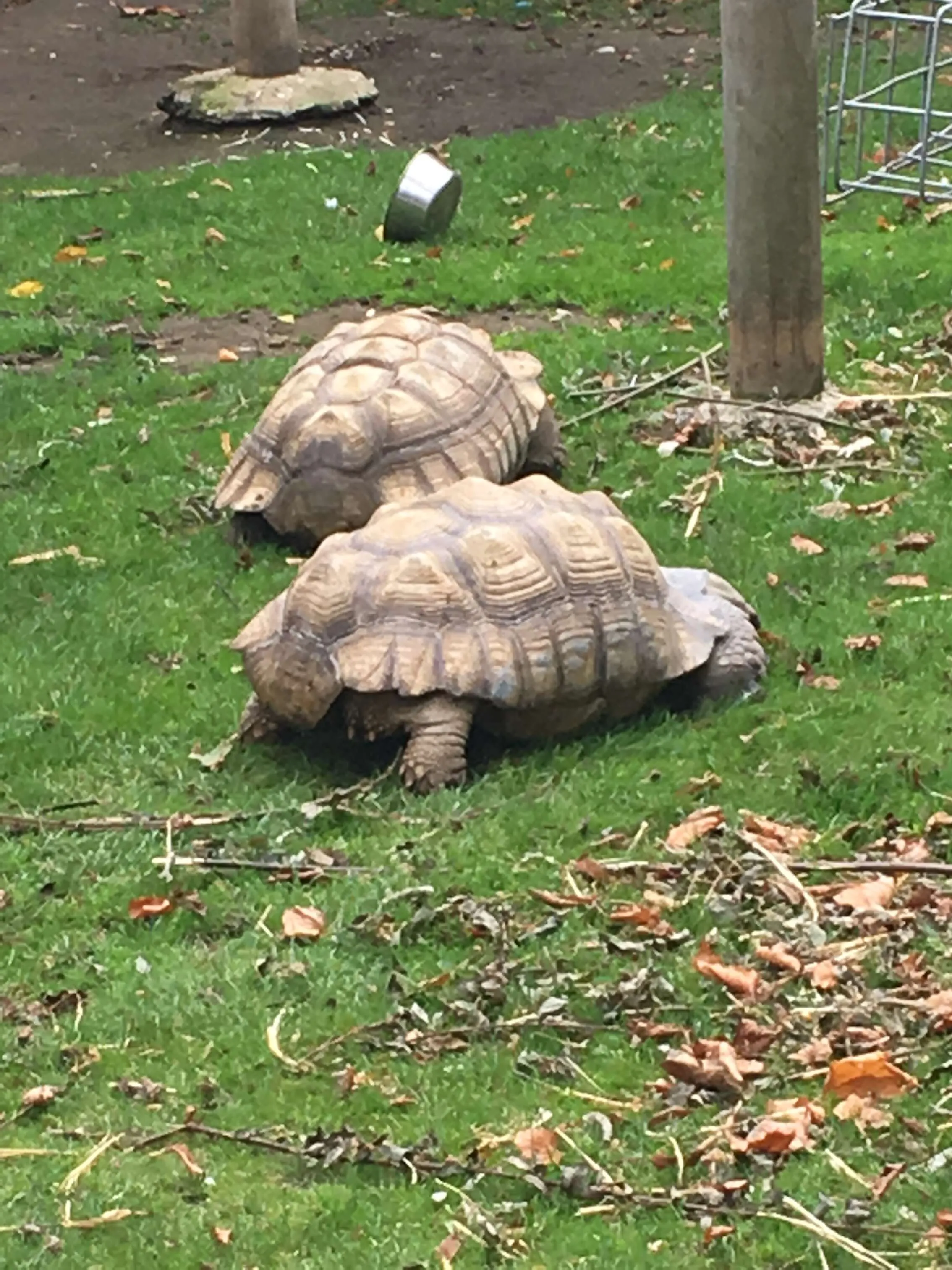 Tortoises