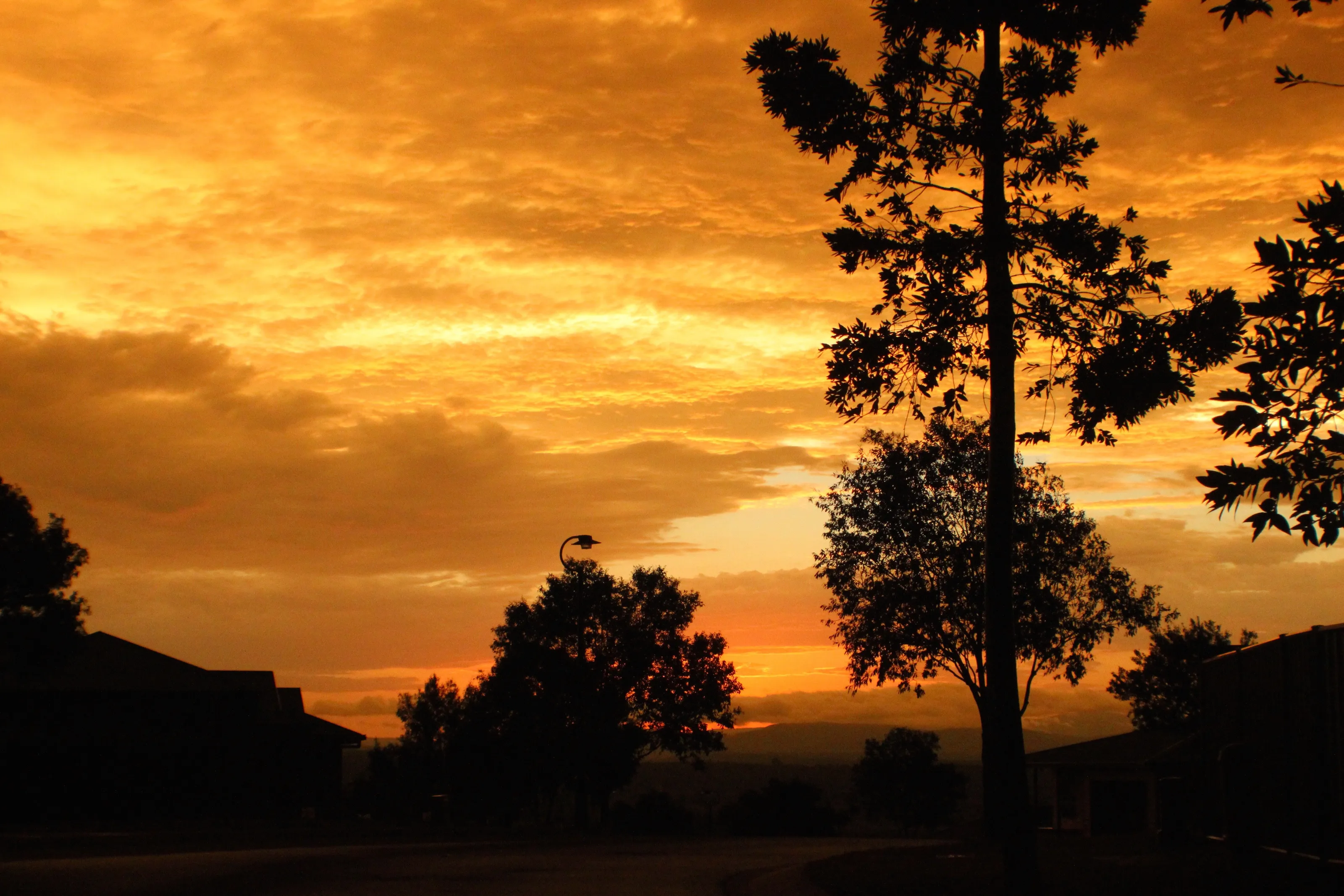 Golden Glow