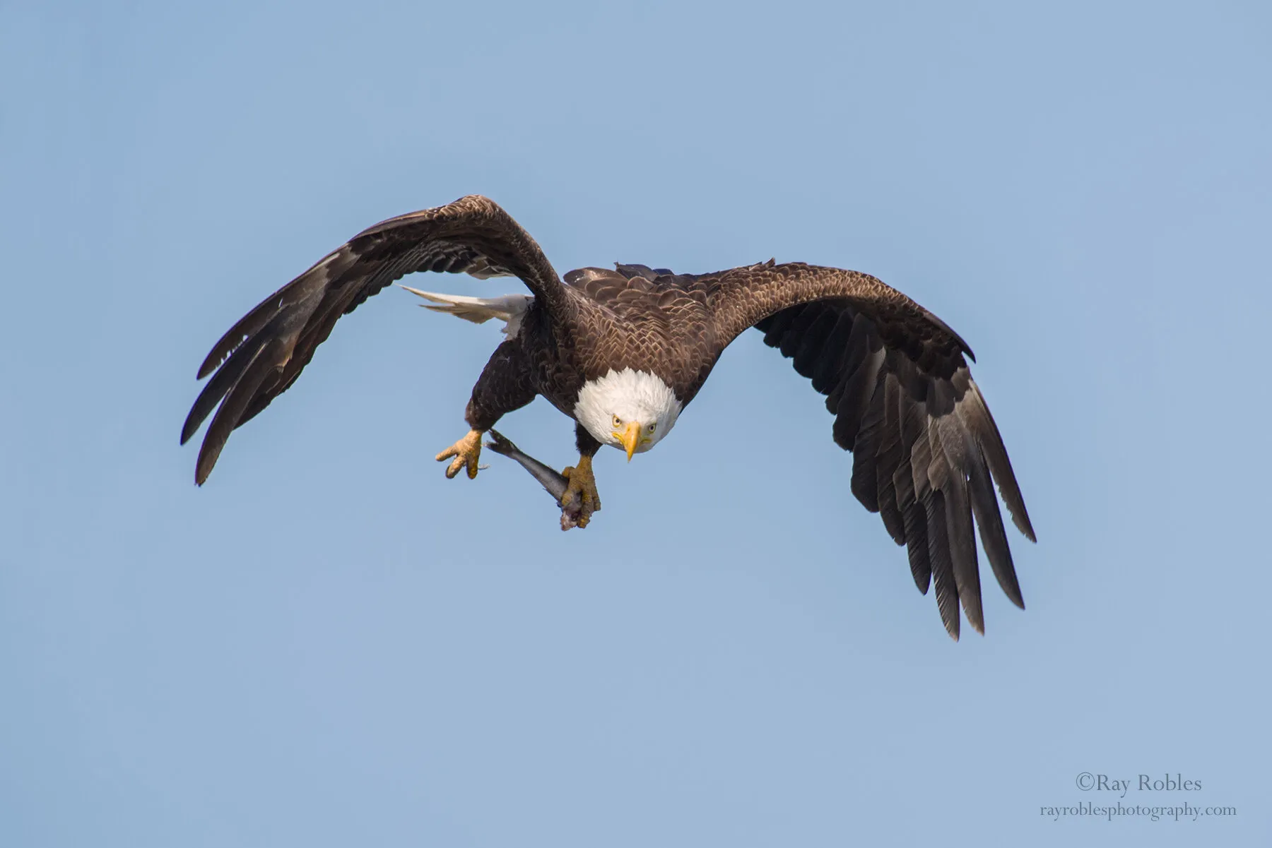 Bald Eagle