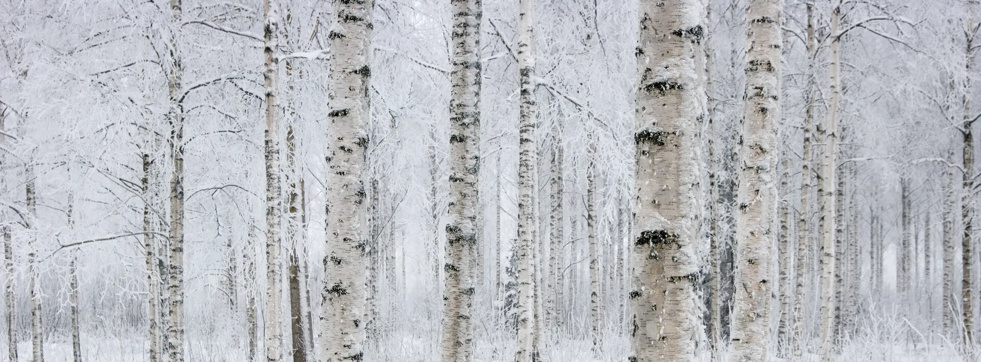 Frozen forest