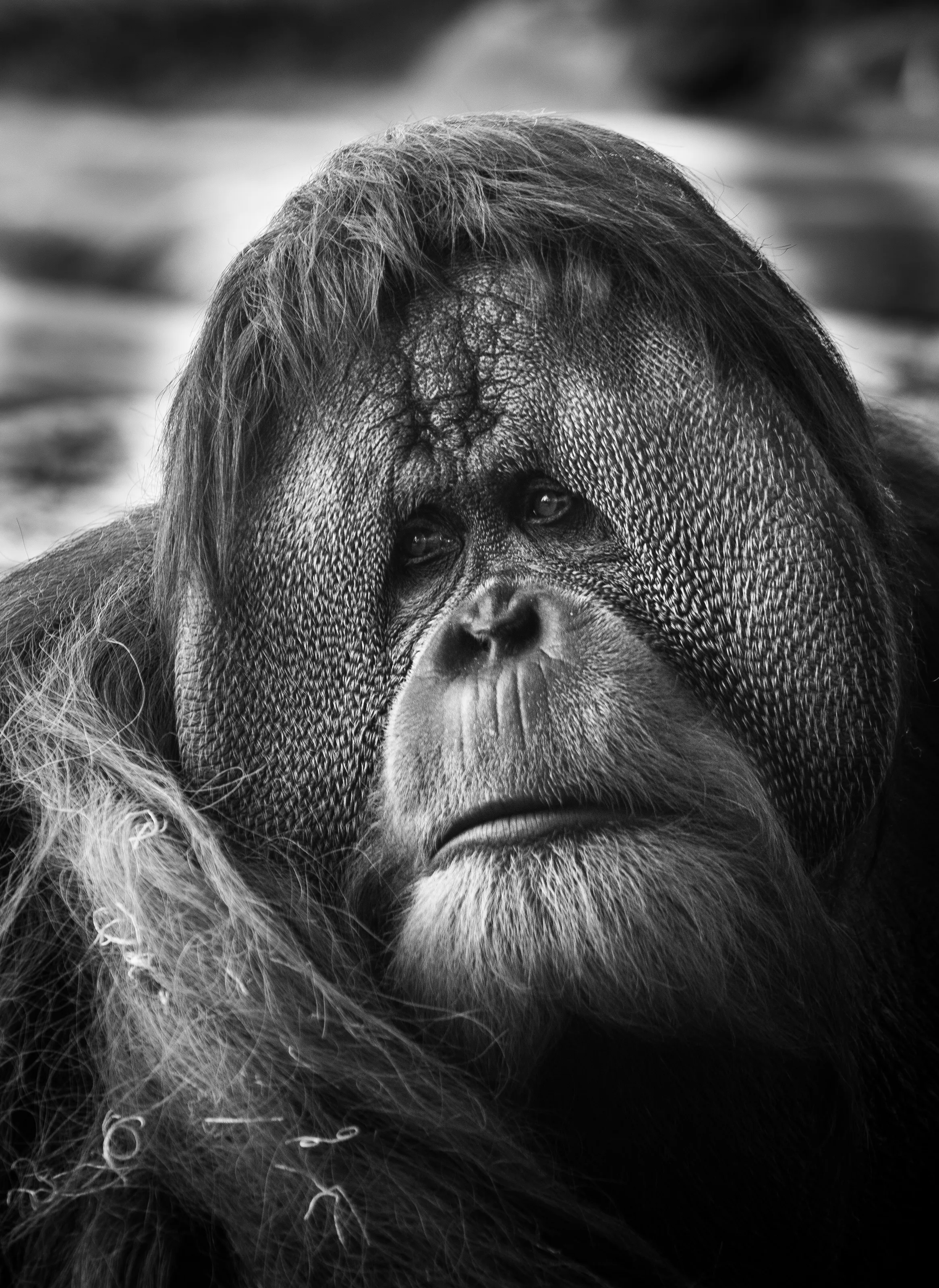 Satu,  portrait of the orangutan from the San Diego zoo