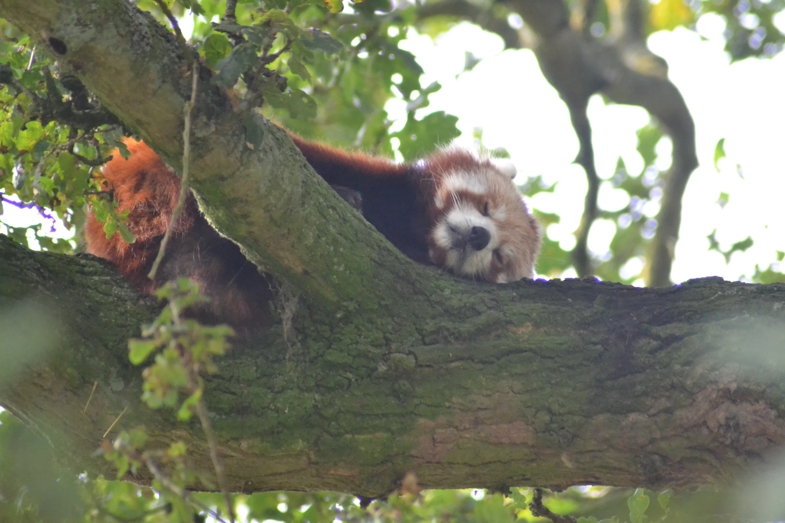 Sleeping Red Panda
