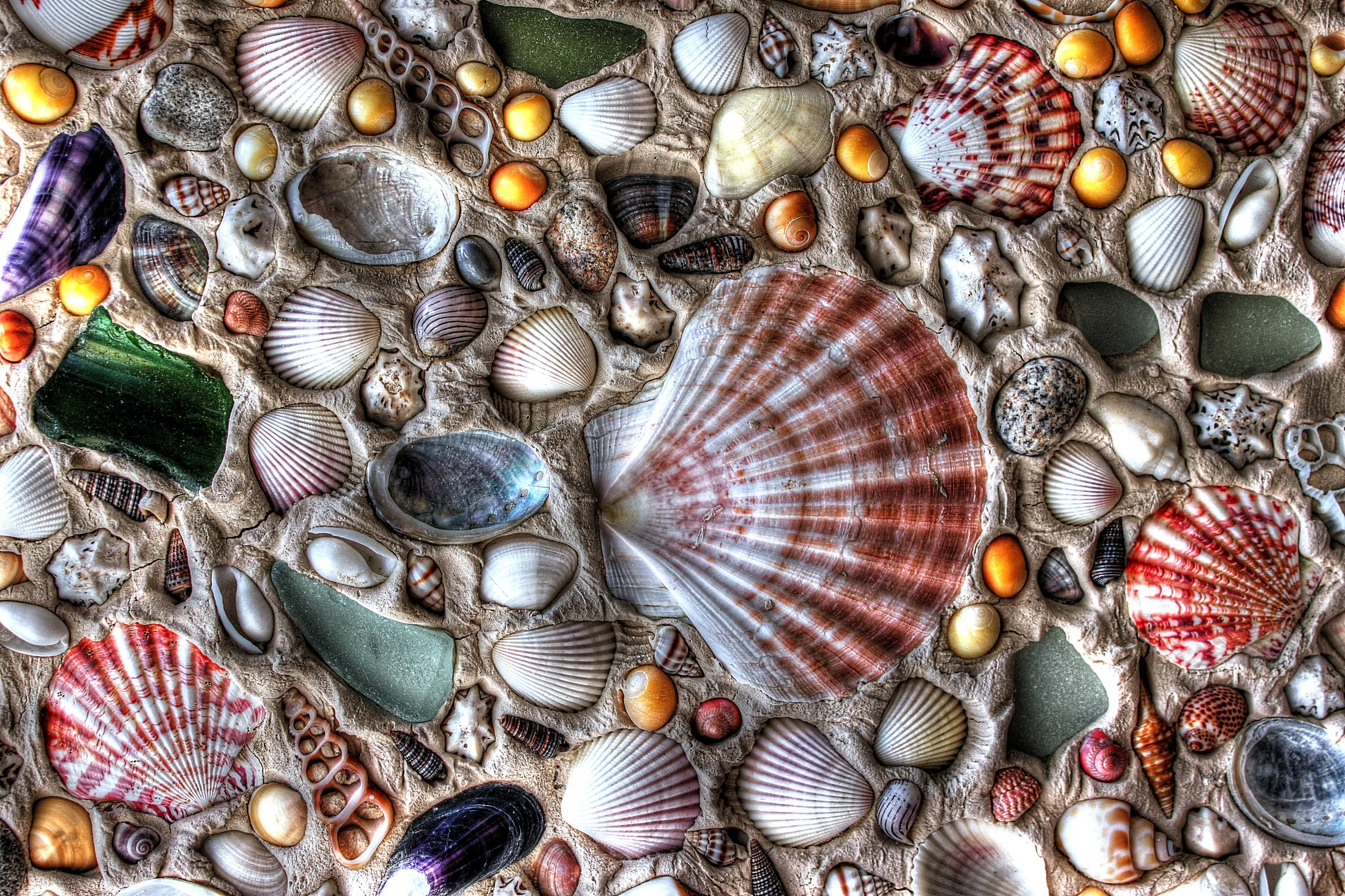 Sea Shell Textures