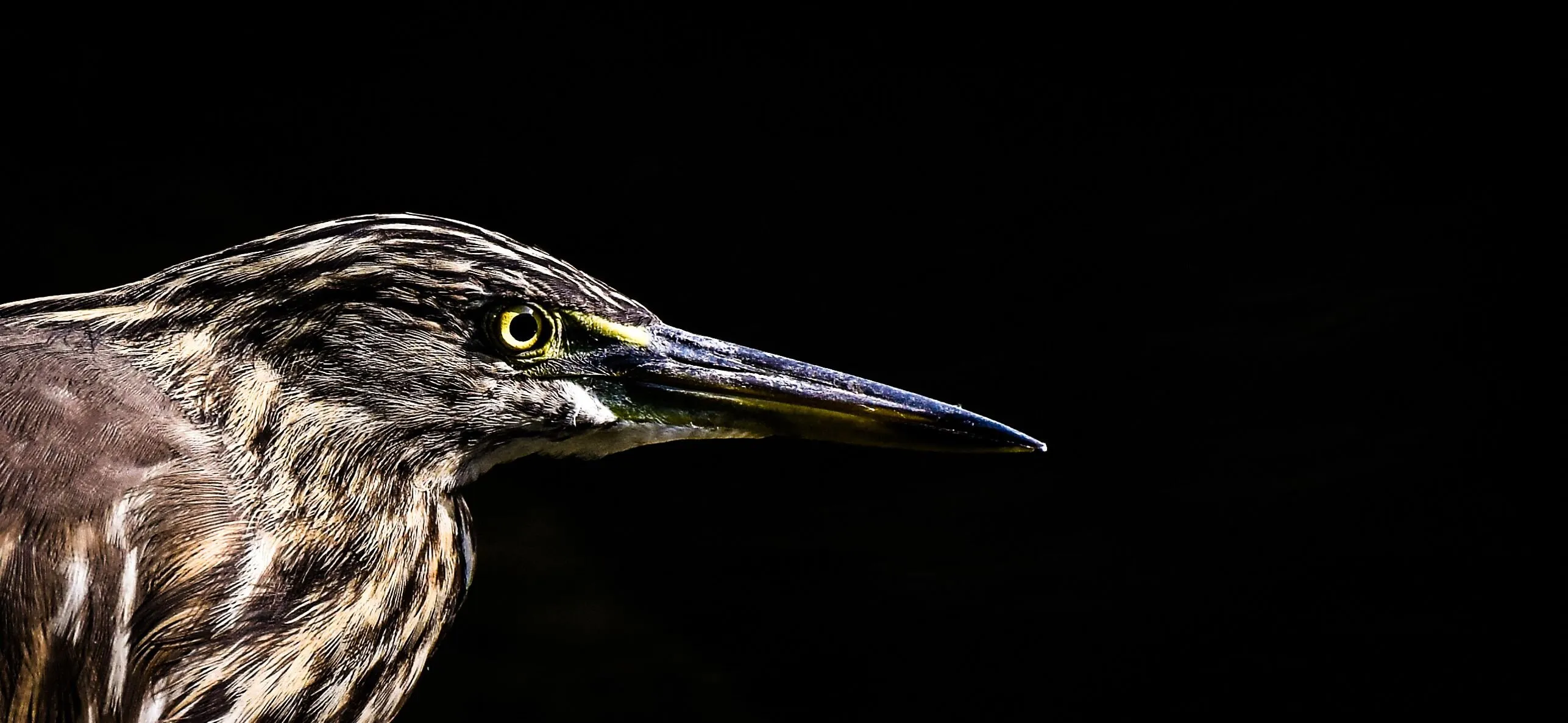 " Indian Pond Heron " photographed beautifully at Ahmednagar.