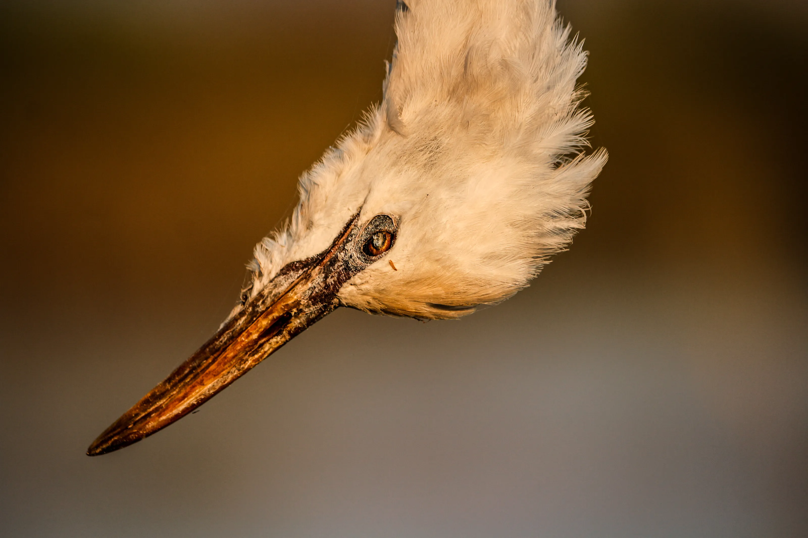 Cattle Egret