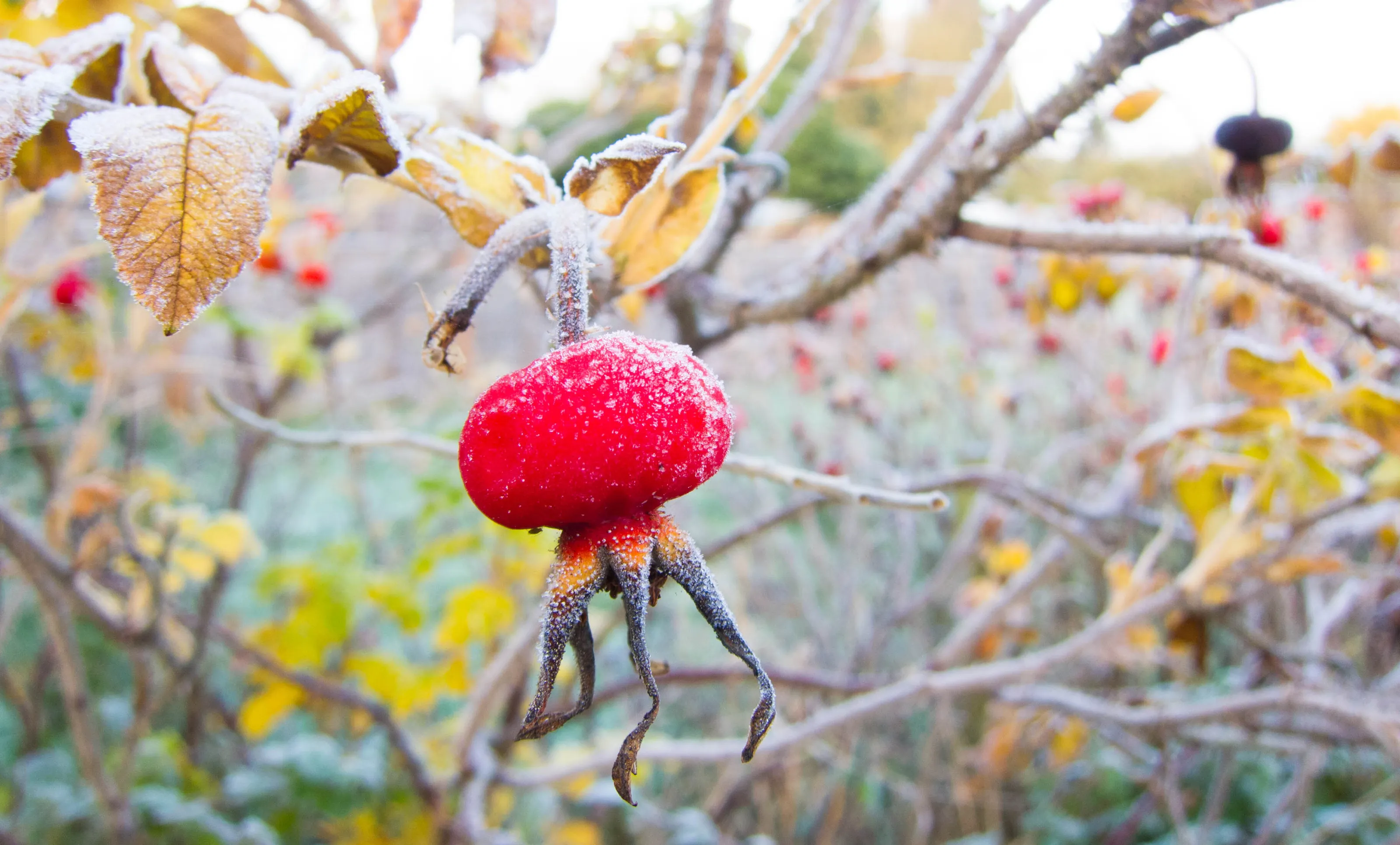 Frosty Hip