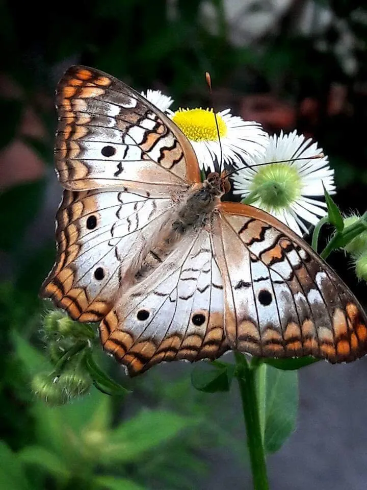 Butterfly kisses