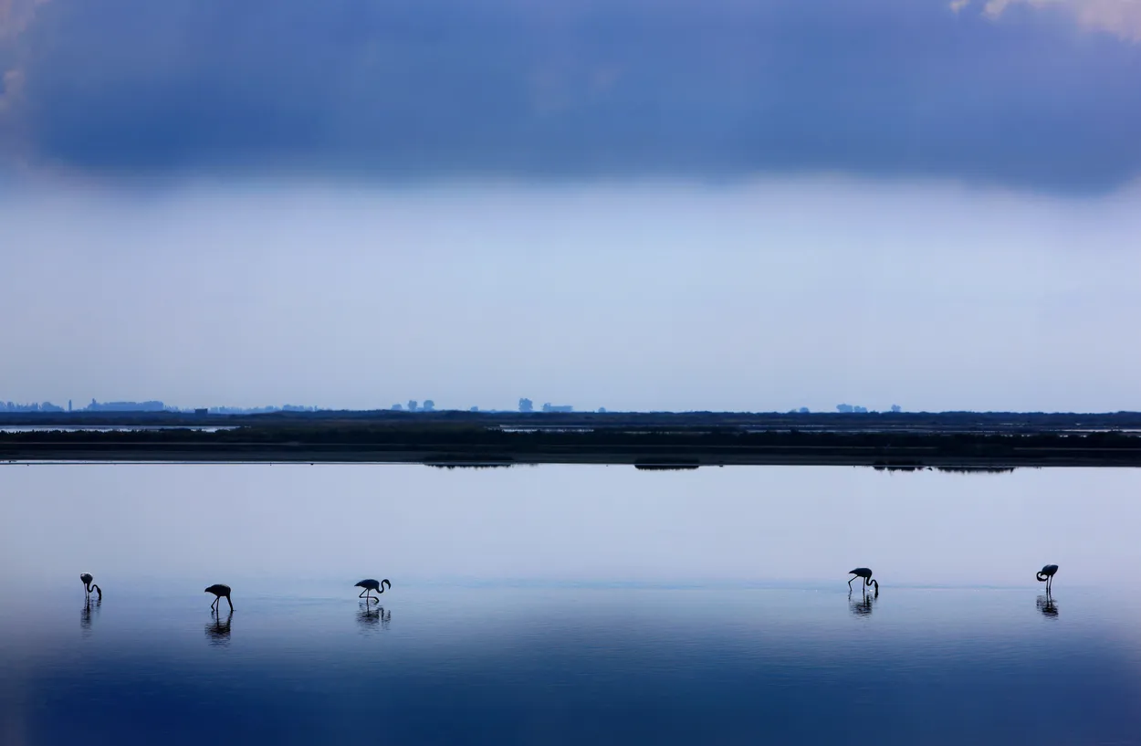 Flamingos at the lagoon of Messolonghi