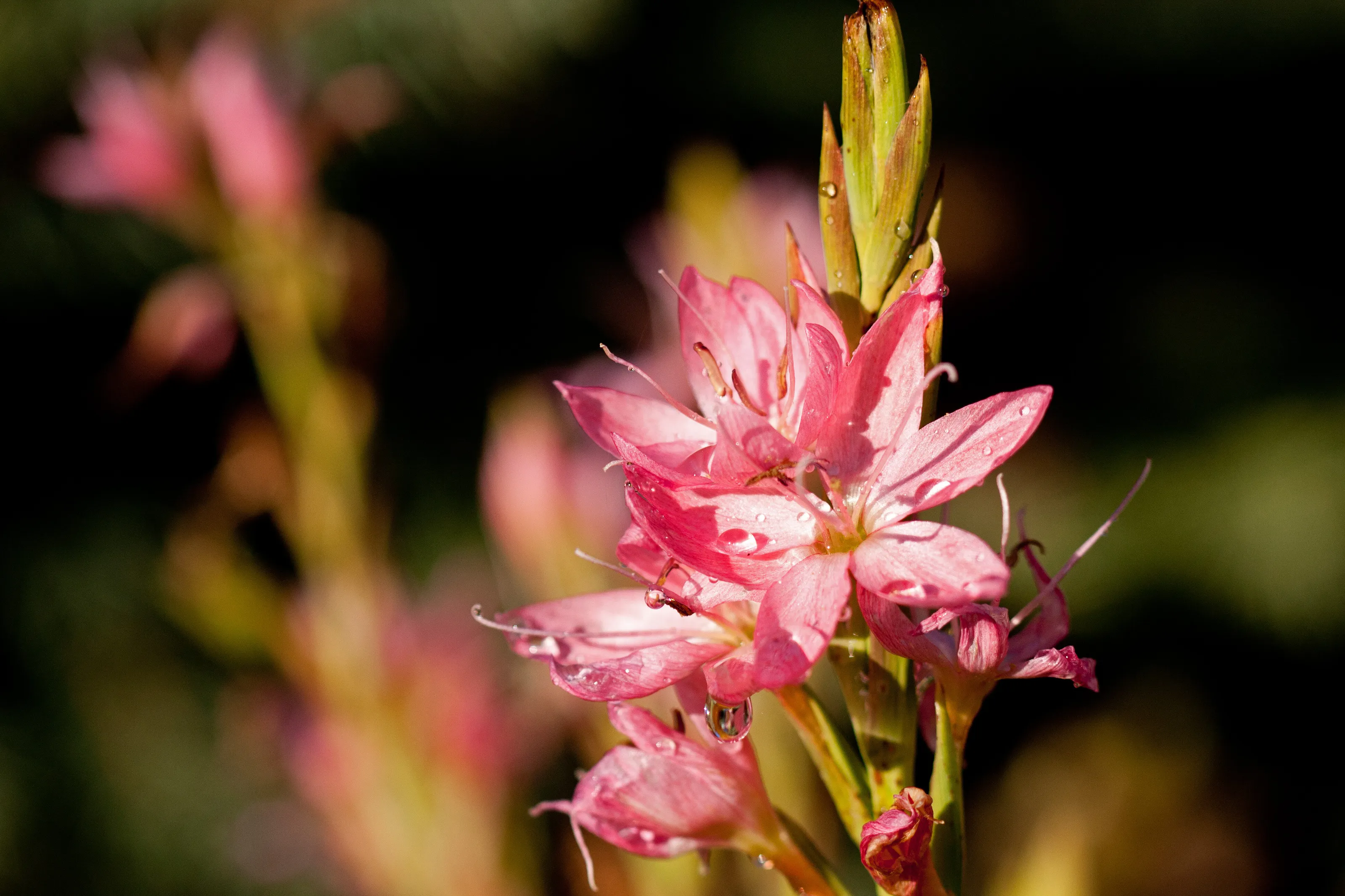 Schizostylis coccinea