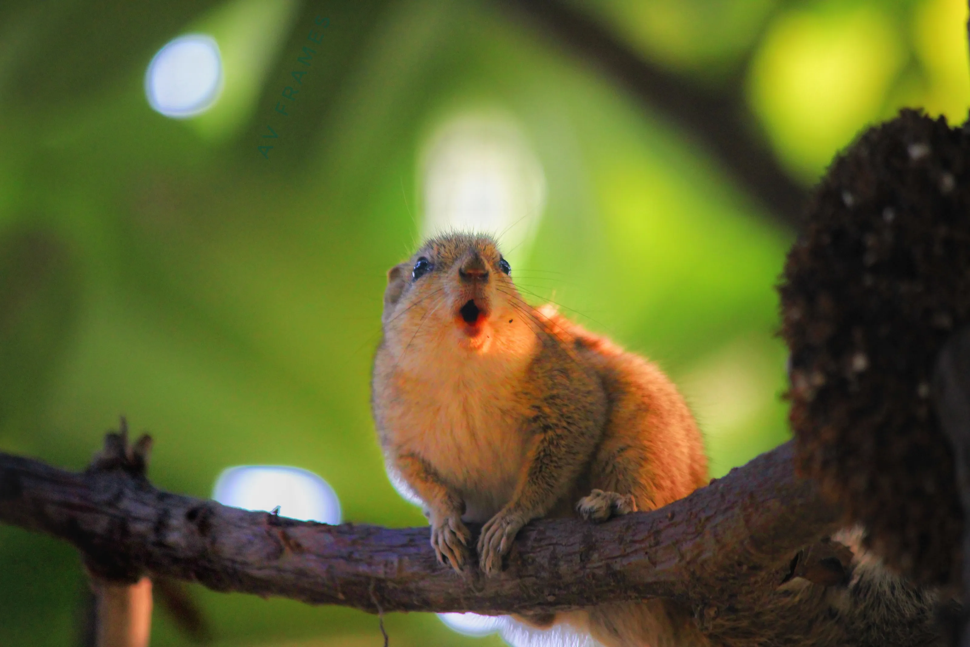 A yawning squirrel!