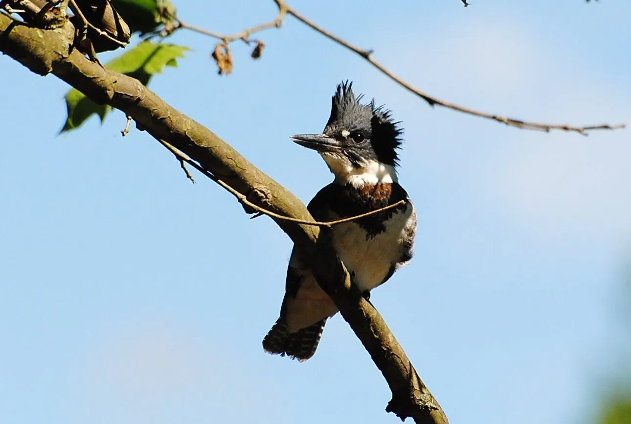 Belted Kingfisher